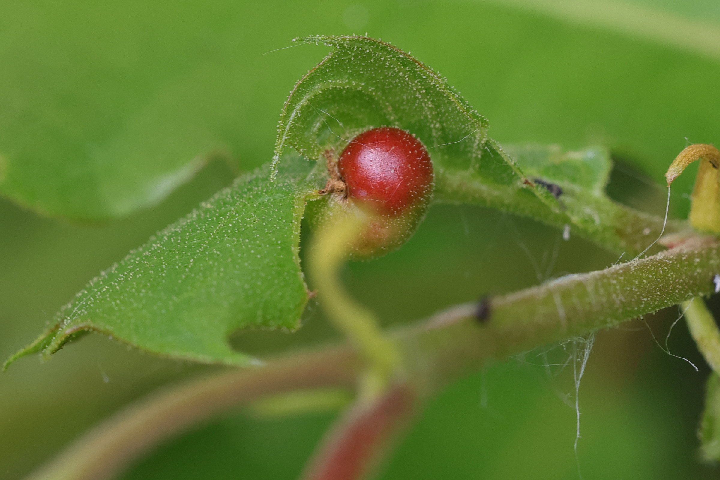 dryocosmus_kuriphilus8md