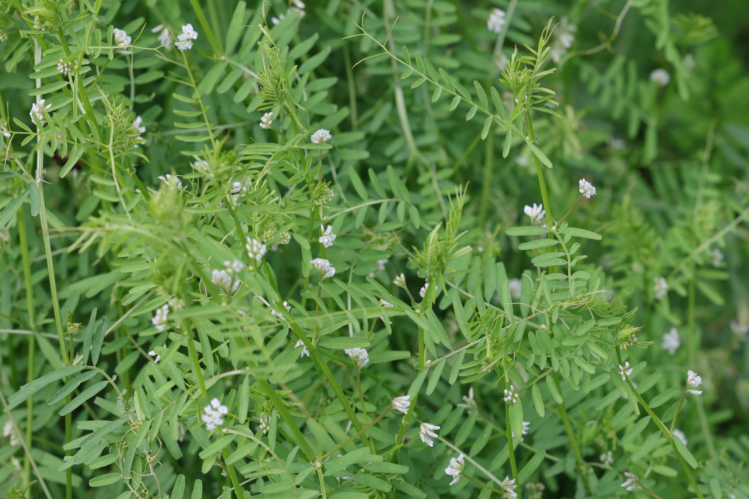 Afficher le média ervilia_hirsuta1bmd ervilia_hirsuta1bmd