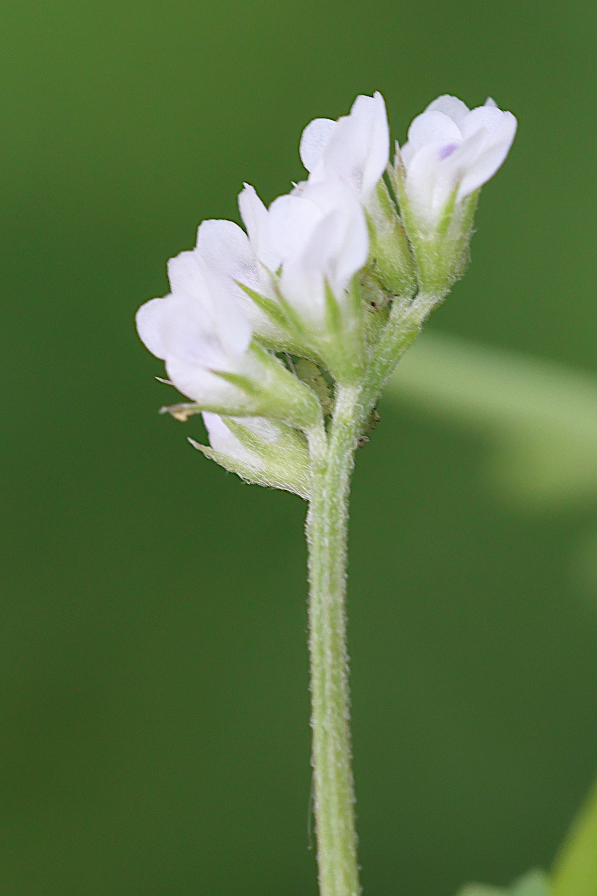 Afficher le média ervilia_hirsuta2md ervilia_hirsuta2md