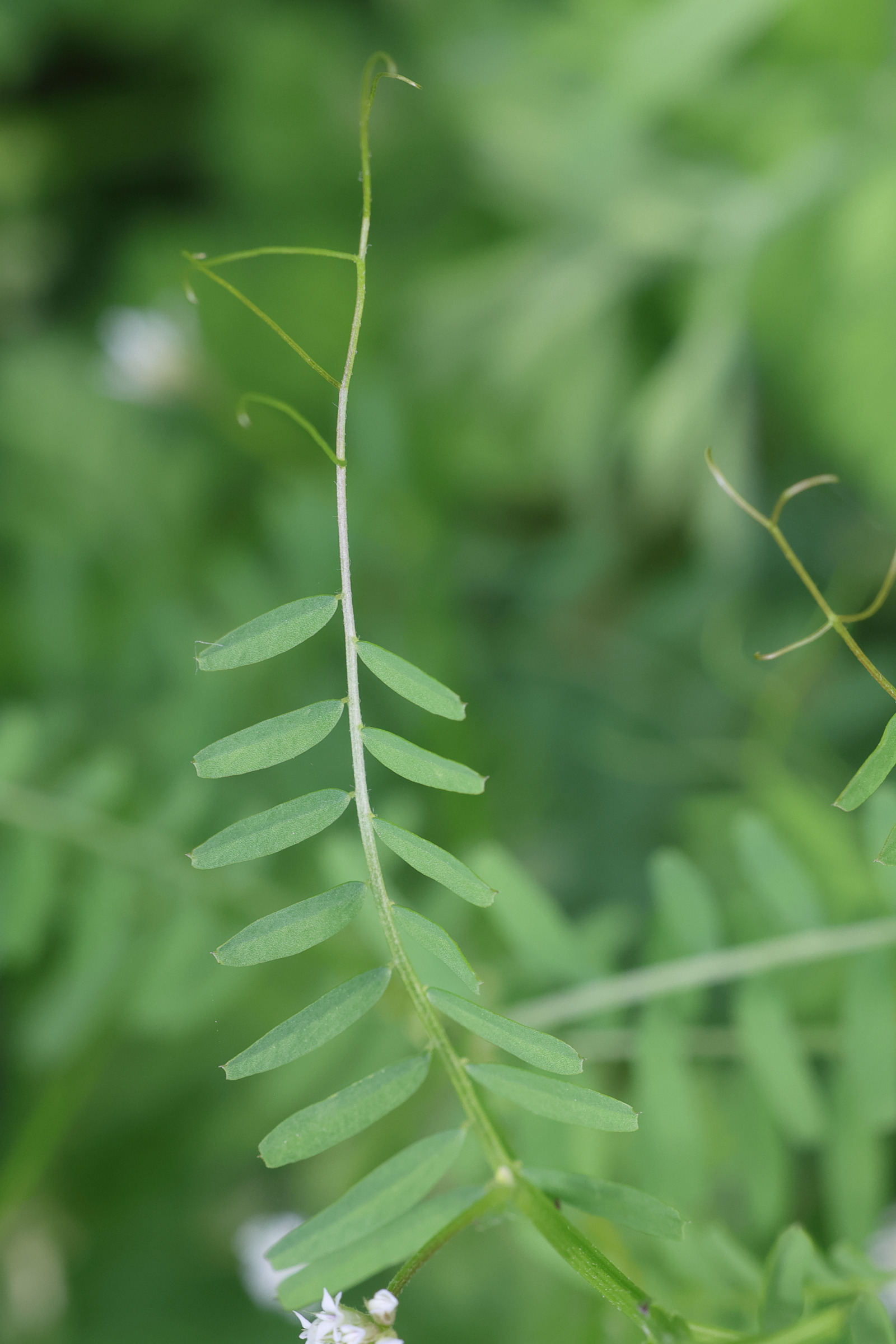 Afficher le média ervilia_hirsuta3md ervilia_hirsuta3md