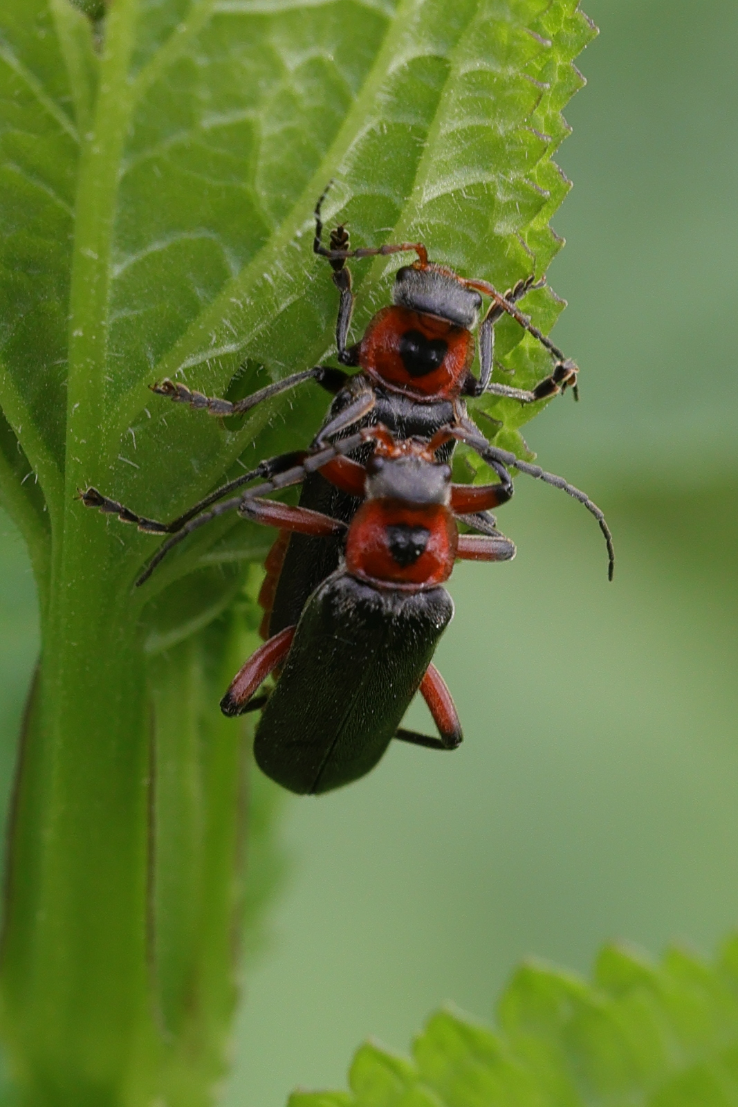 cantharis_fusca5md