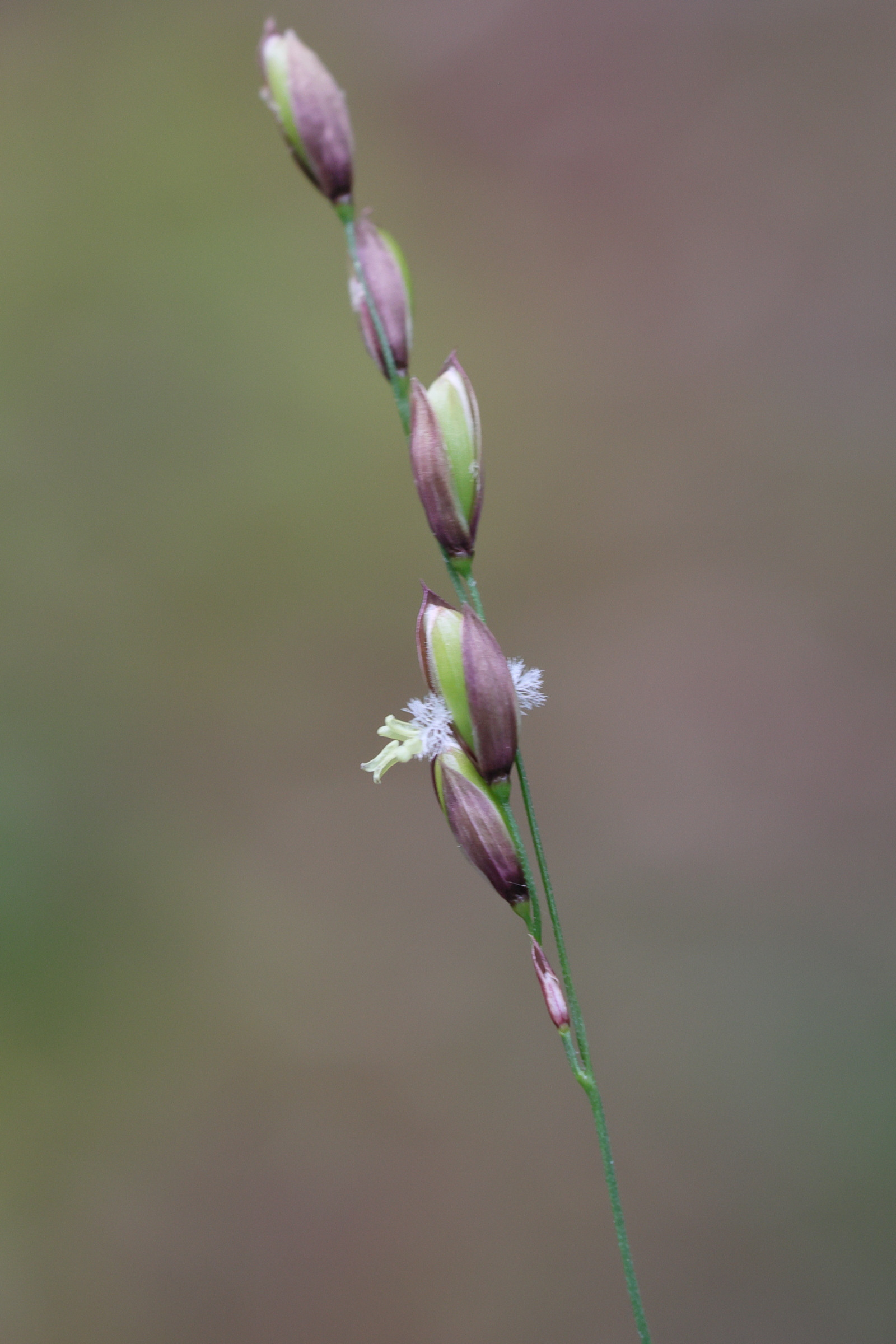 melica_uniflora4md