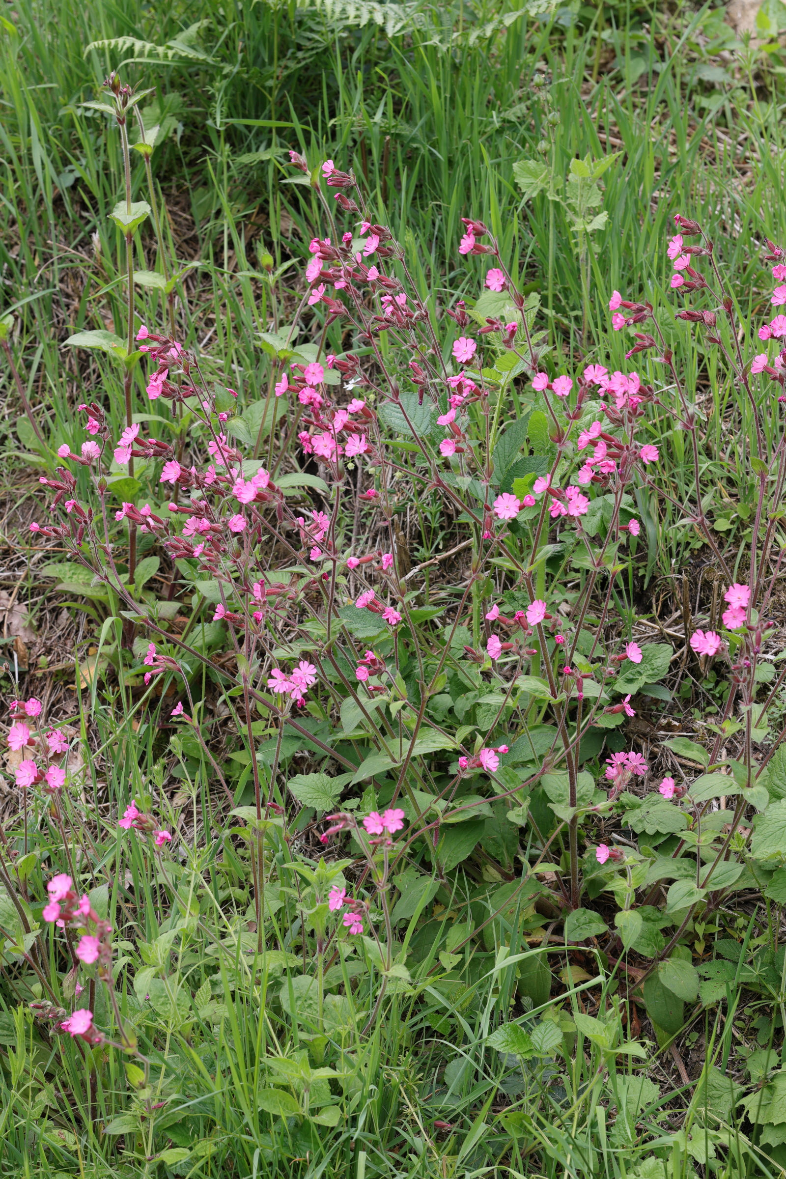 Afficher le média silene_dioica1md silene_dioica1md