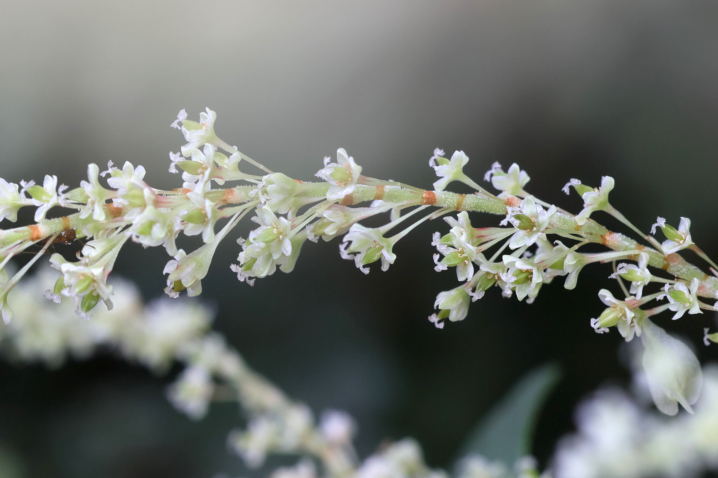 Afficher le média reynoutria_japonica3bmd reynoutria_japonica3bmd