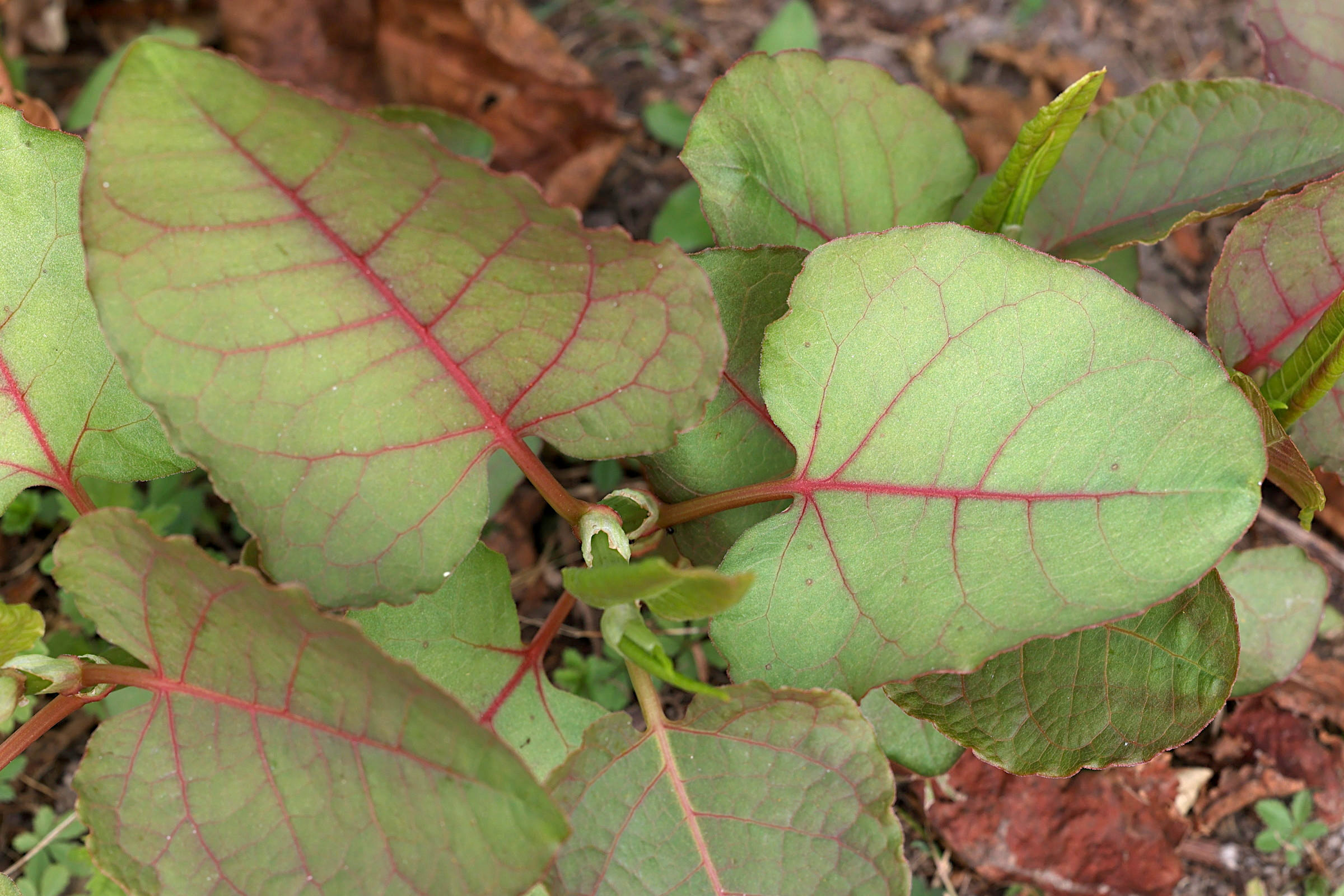 Afficher le média reynoutria_japonica7md reynoutria_japonica7md