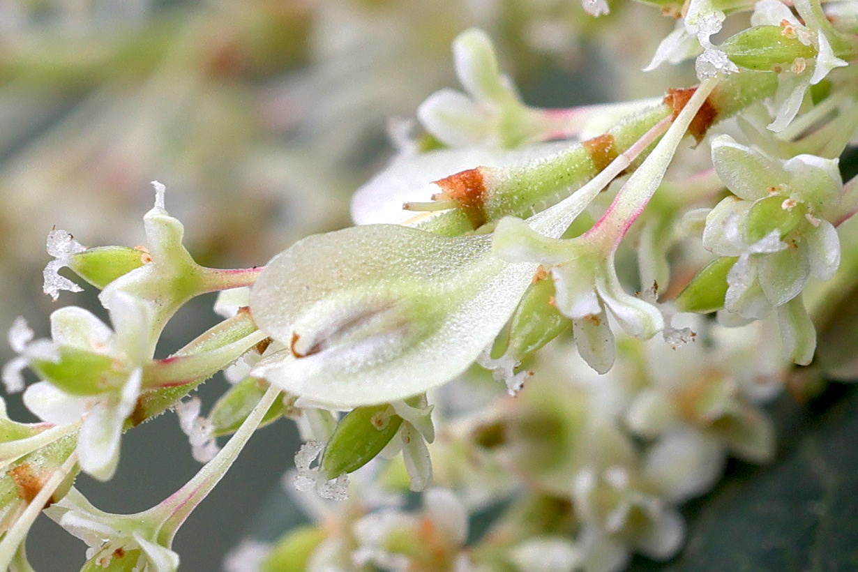 Afficher le média reynoutria_japonica8md reynoutria_japonica8md