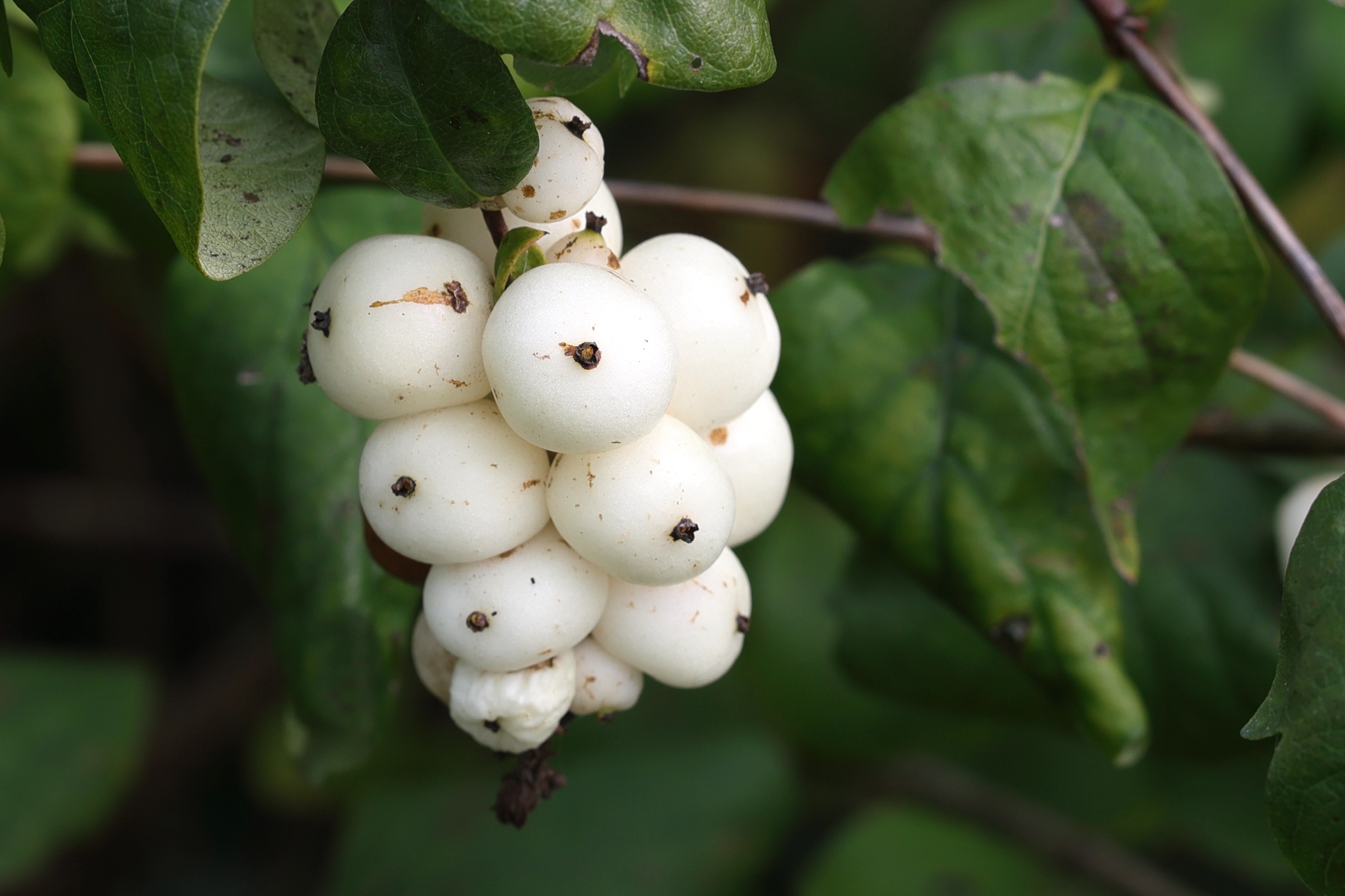 symphoricarpos_albus6md