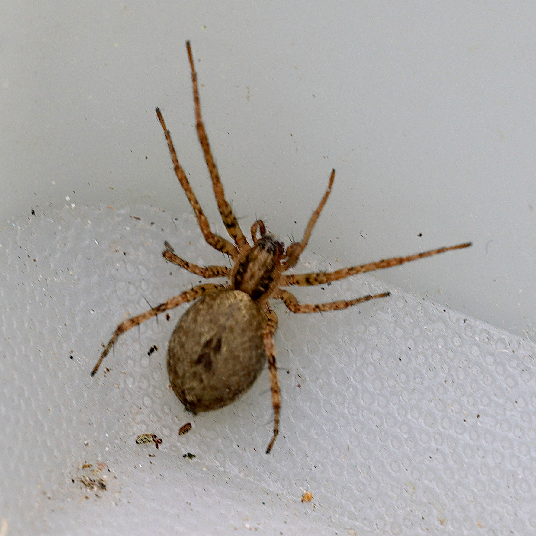 anyphaena_accentuata6md