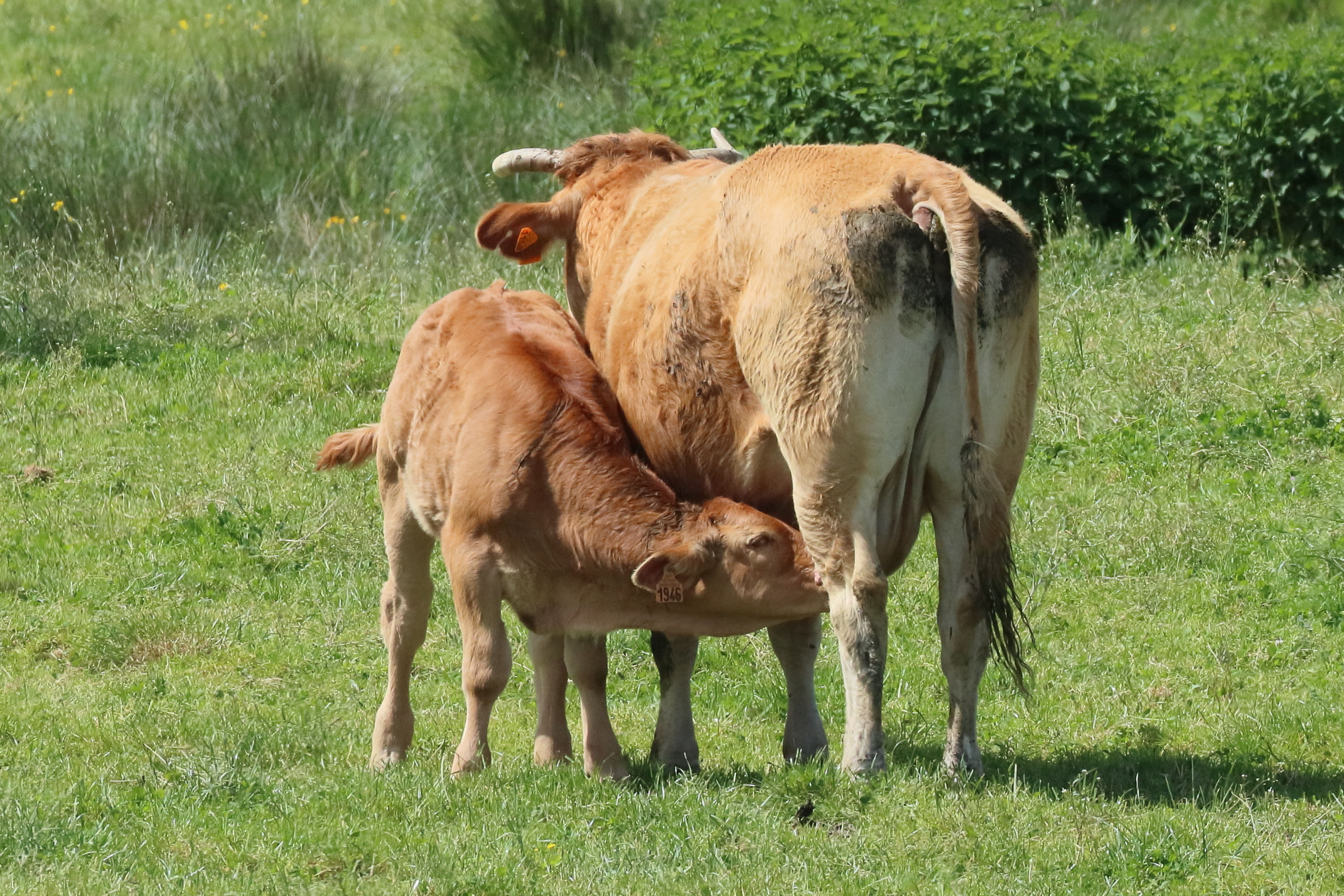 bos_taurus_limousine4bd