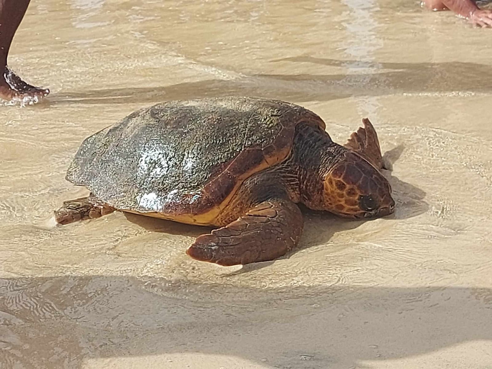caretta_caretta8rf