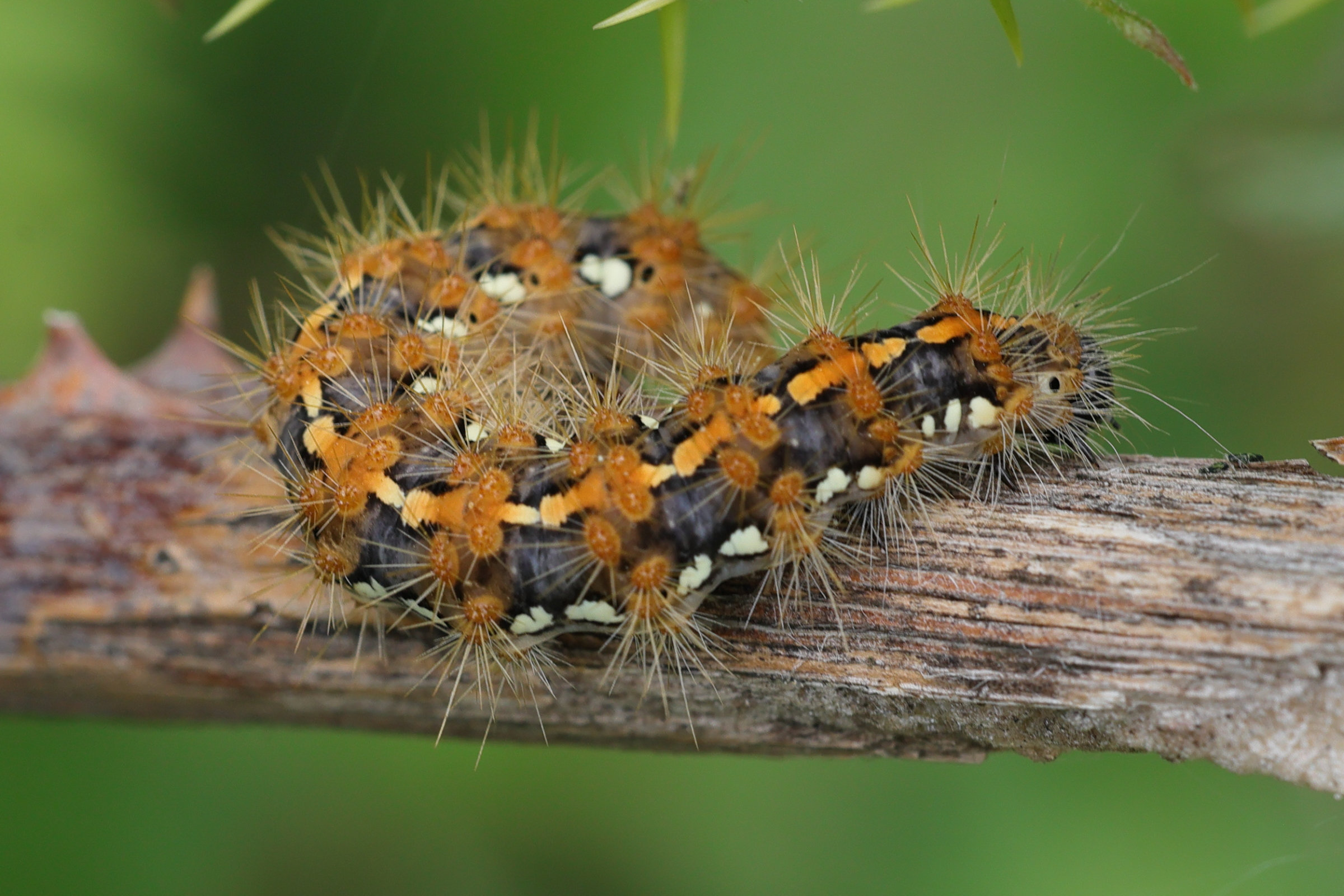 Afficher le média euplagia_quadripunctaria_ch2md euplagia_quadripunctaria_ch2md