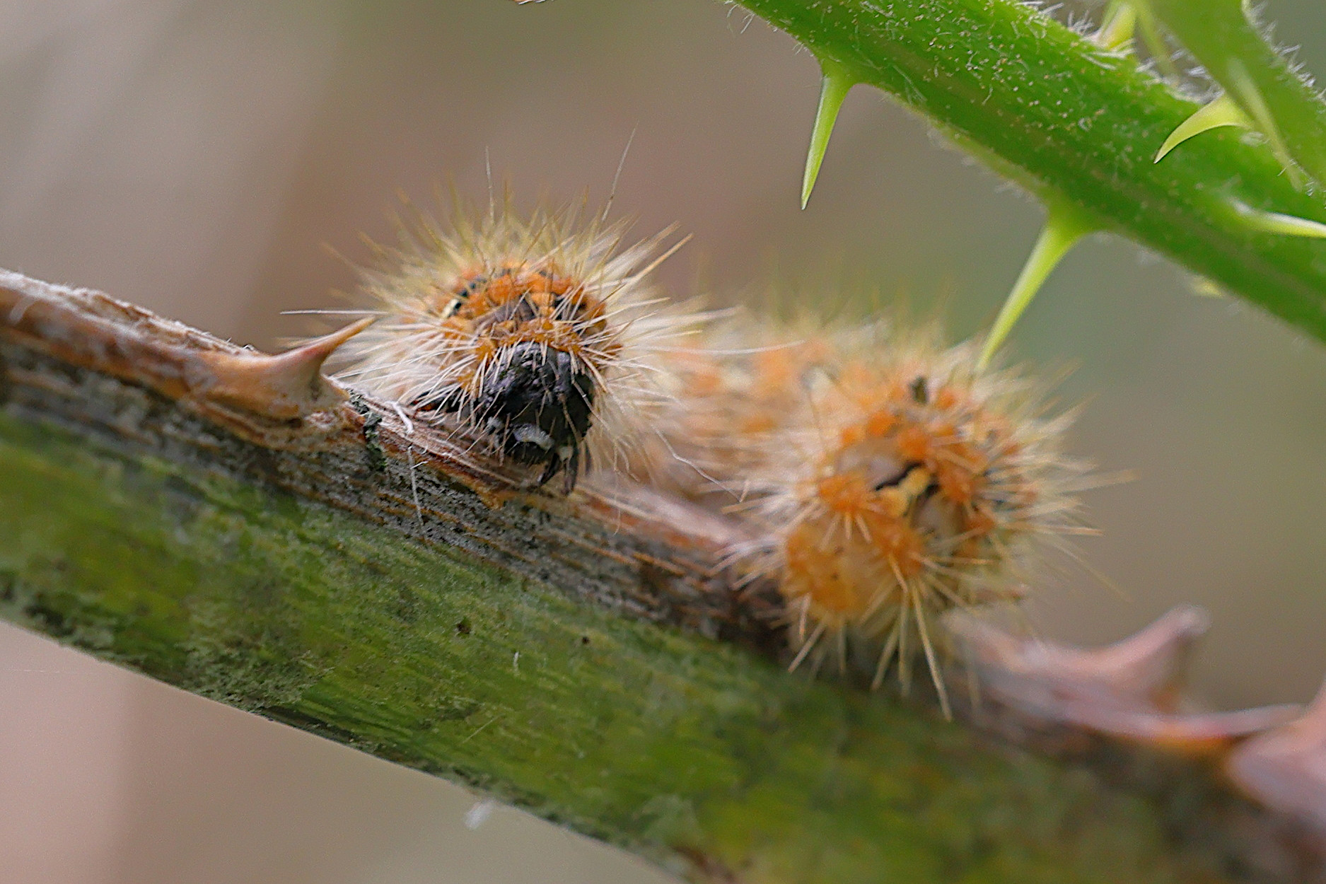 Afficher le média euplagia_quadripunctaria_ch3md euplagia_quadripunctaria_ch3md