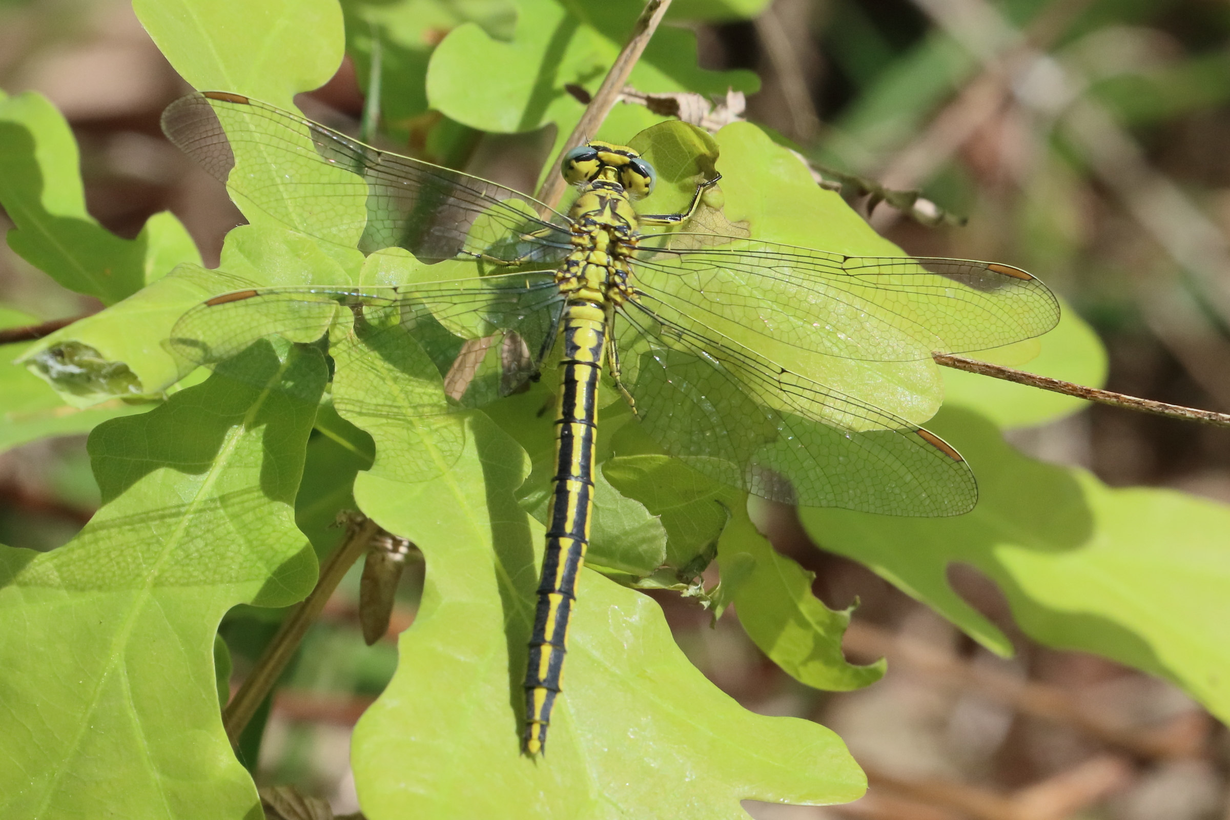 gomphus_pulchellus7bd