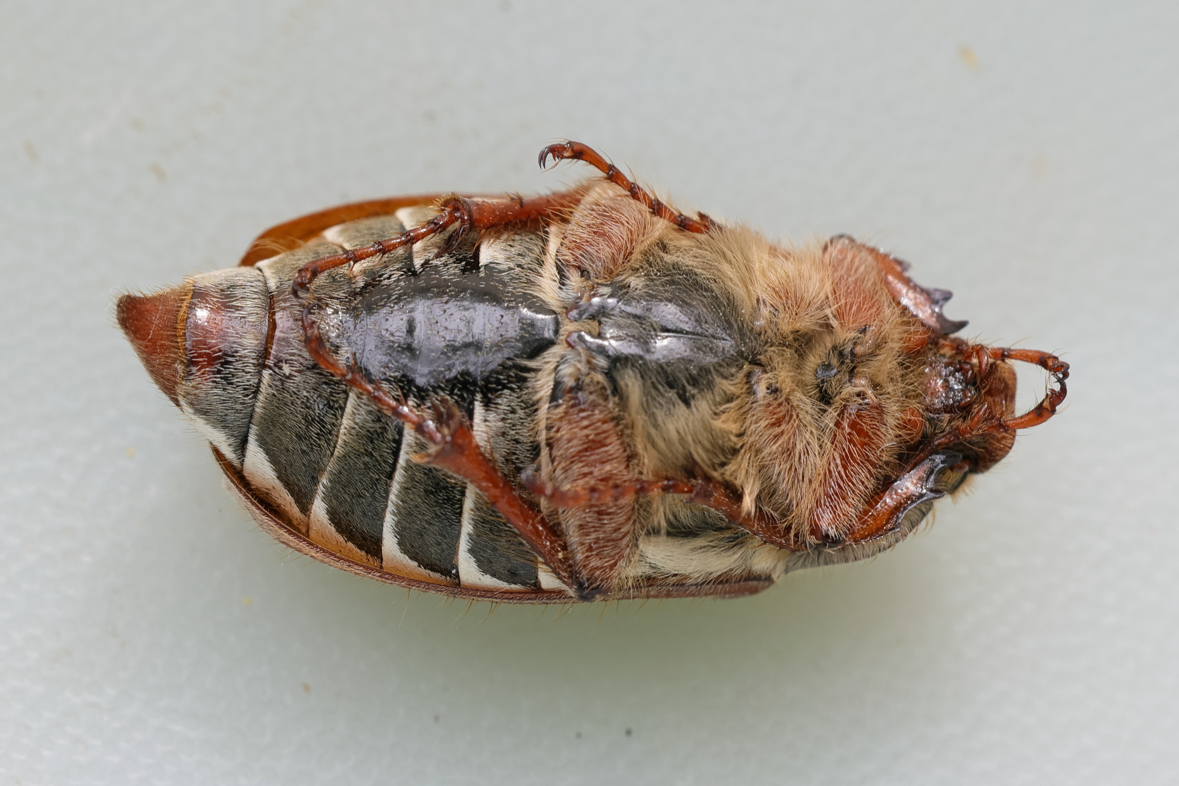 melolontha_melolontha3md