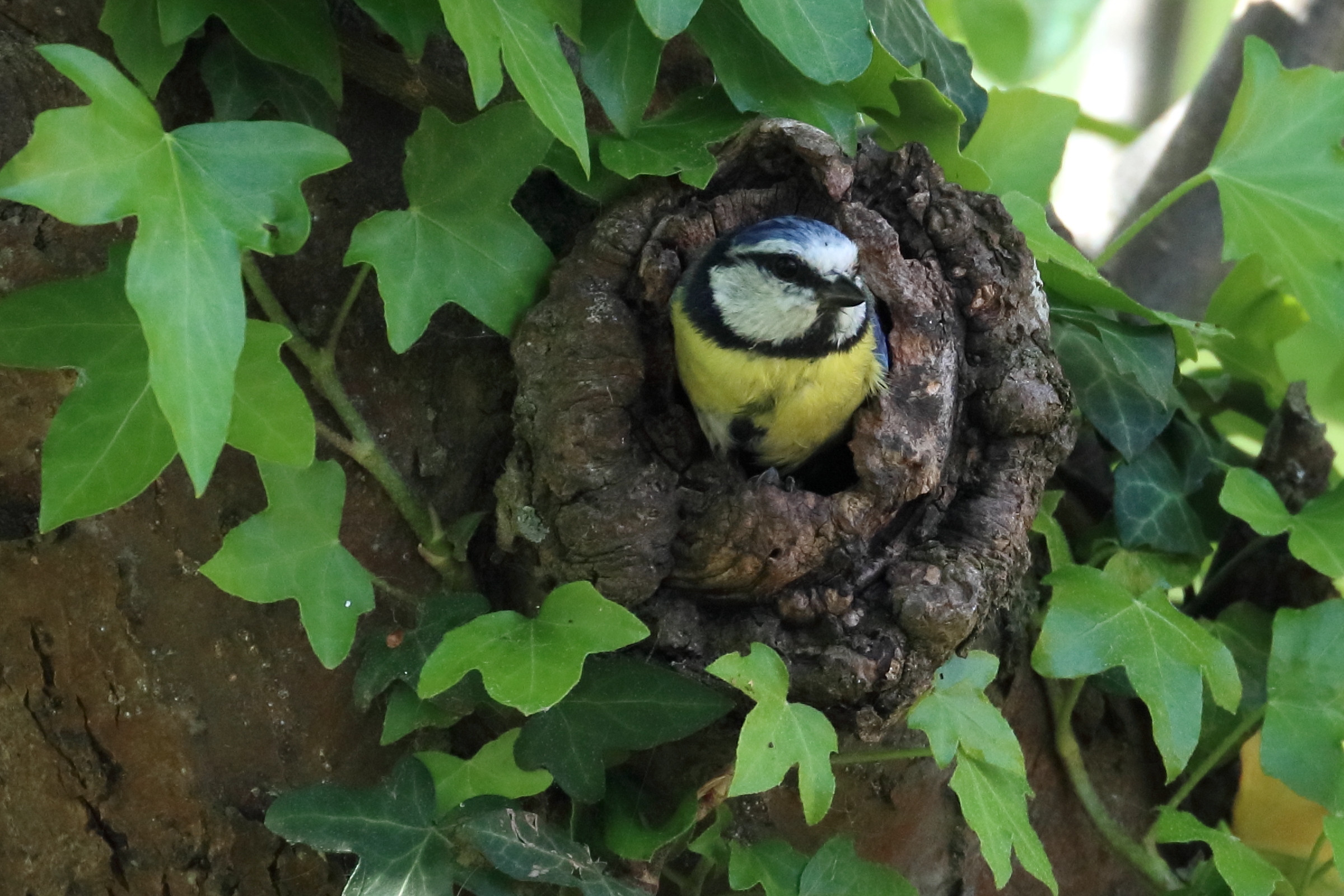 mesang_bleue_-_cyanistes_caeruleus6bd