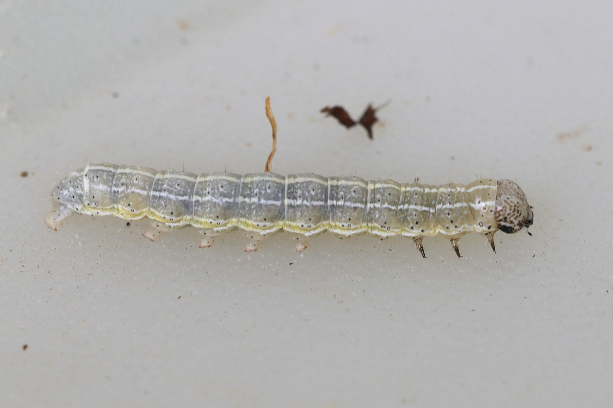 orthosia_cruda_ch5md