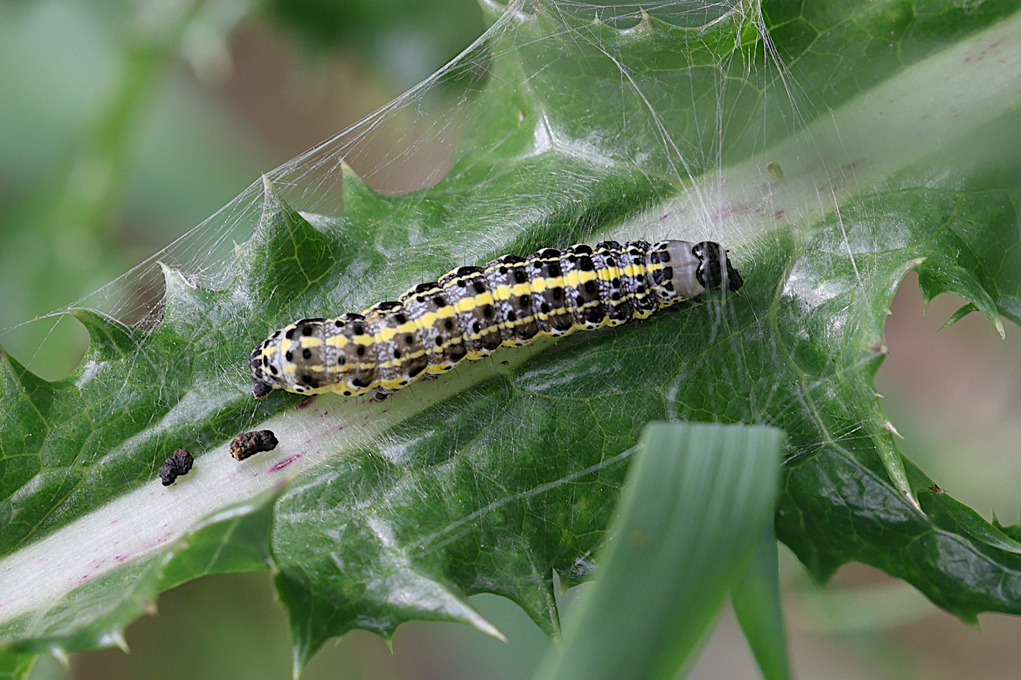 orthosia_miniosa_ch3md