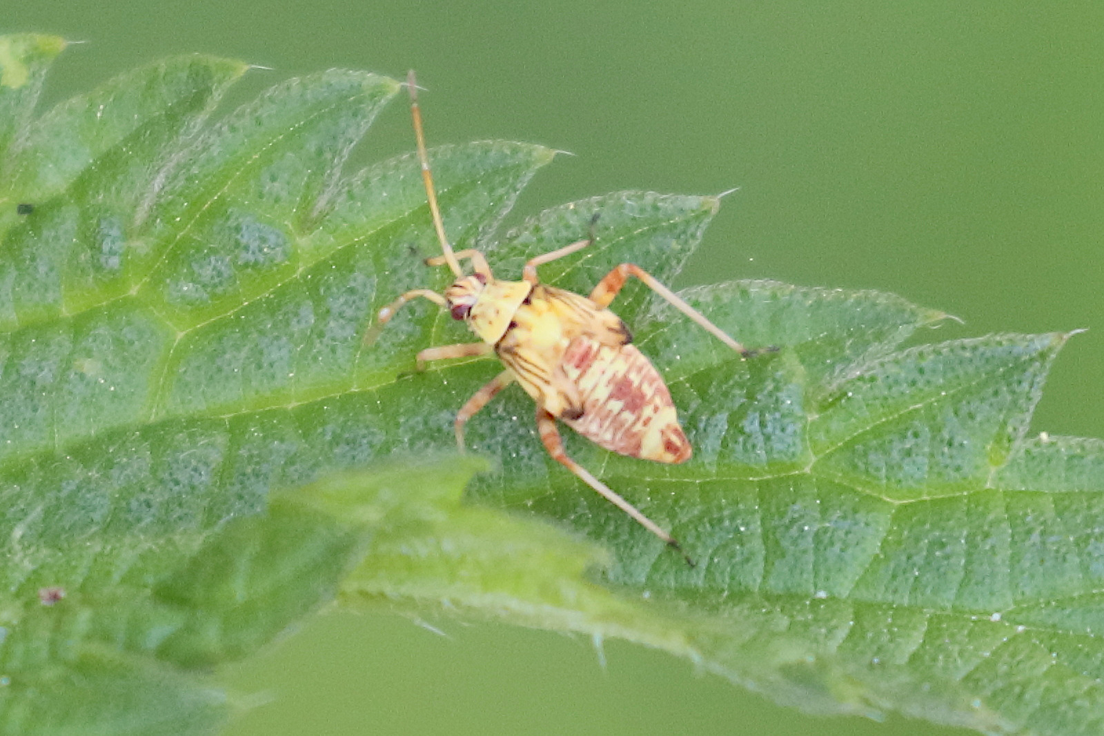 rhabdomiris_striatellus_juv1bd