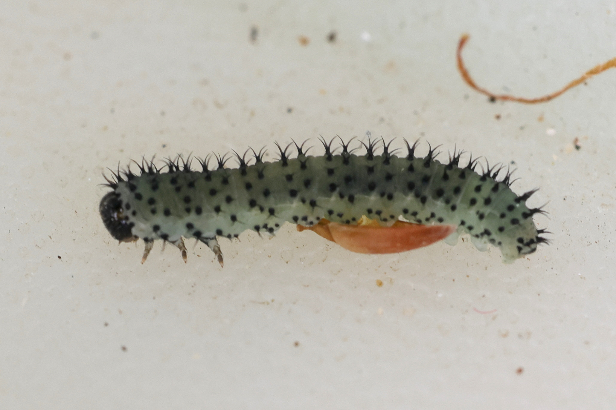 periclista_albida_larv1md