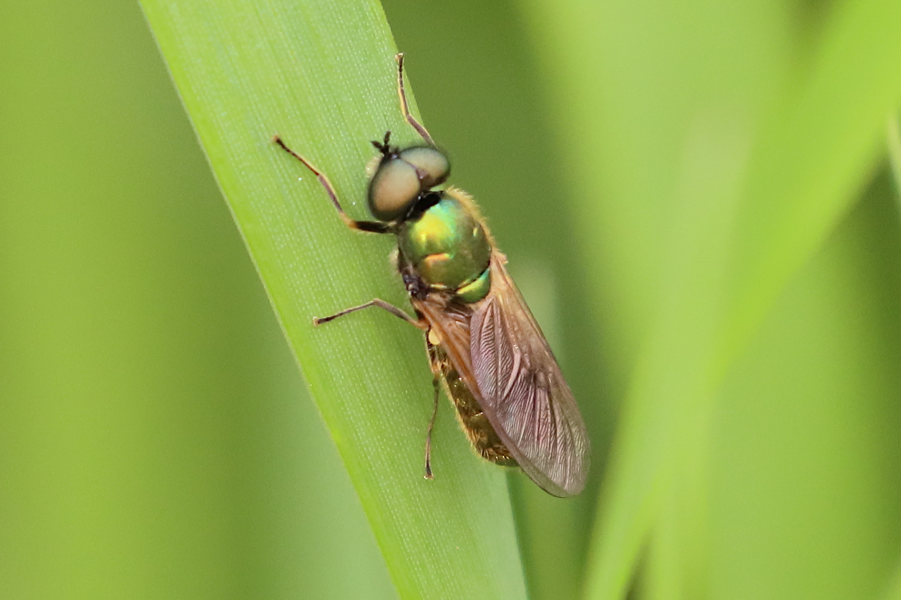 chloromyia_formosa7bd