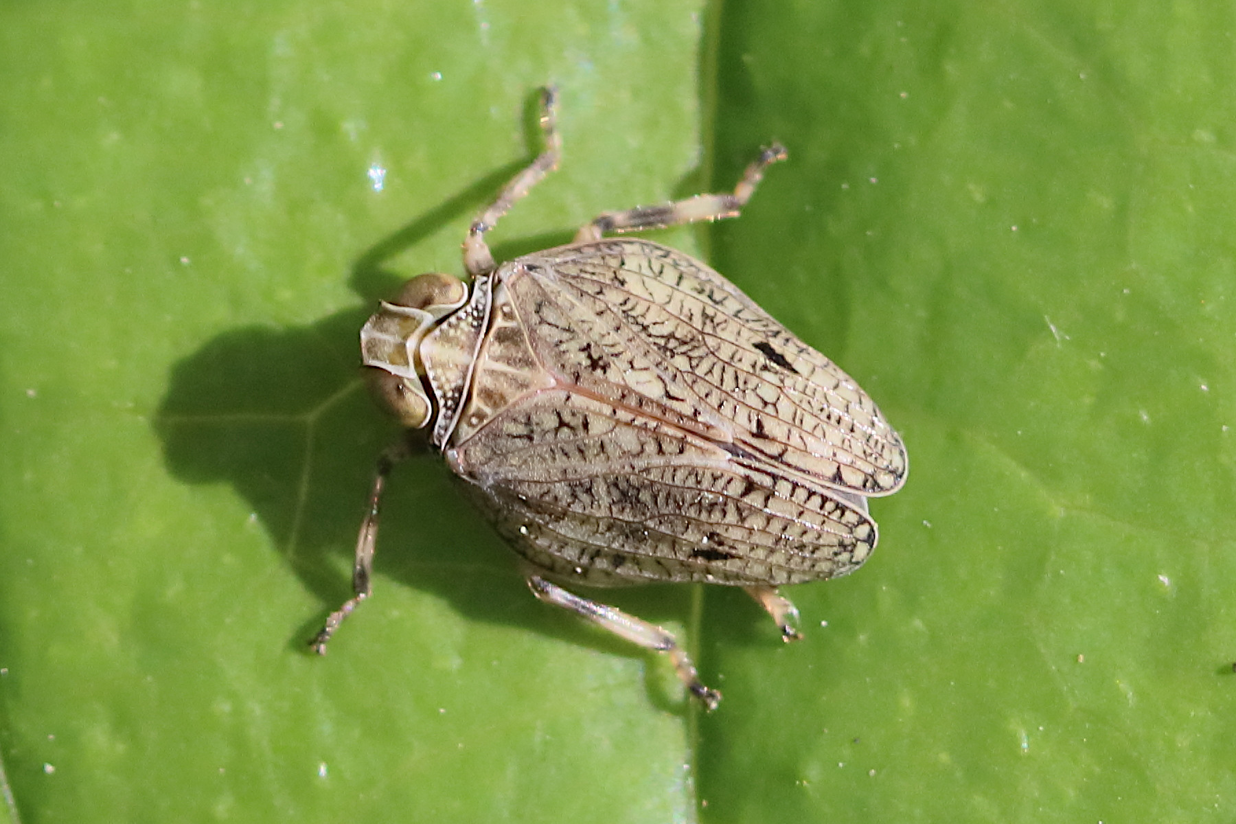 issus_coleoptratus1bd