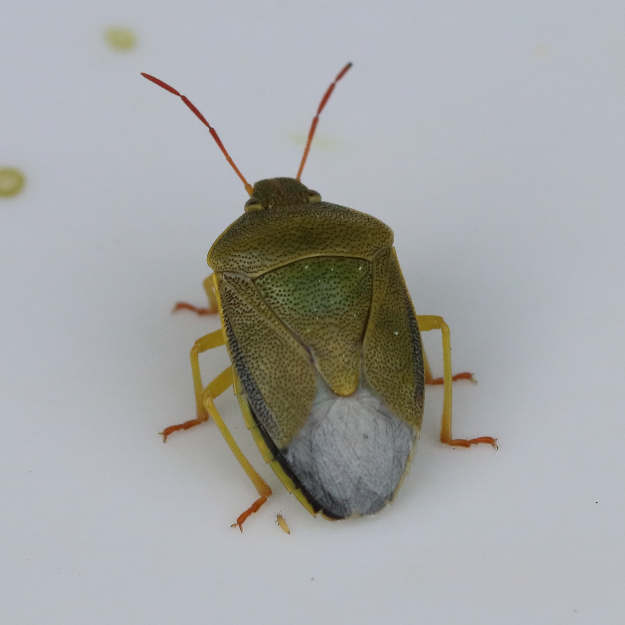 piezodorus_lituratus5bd