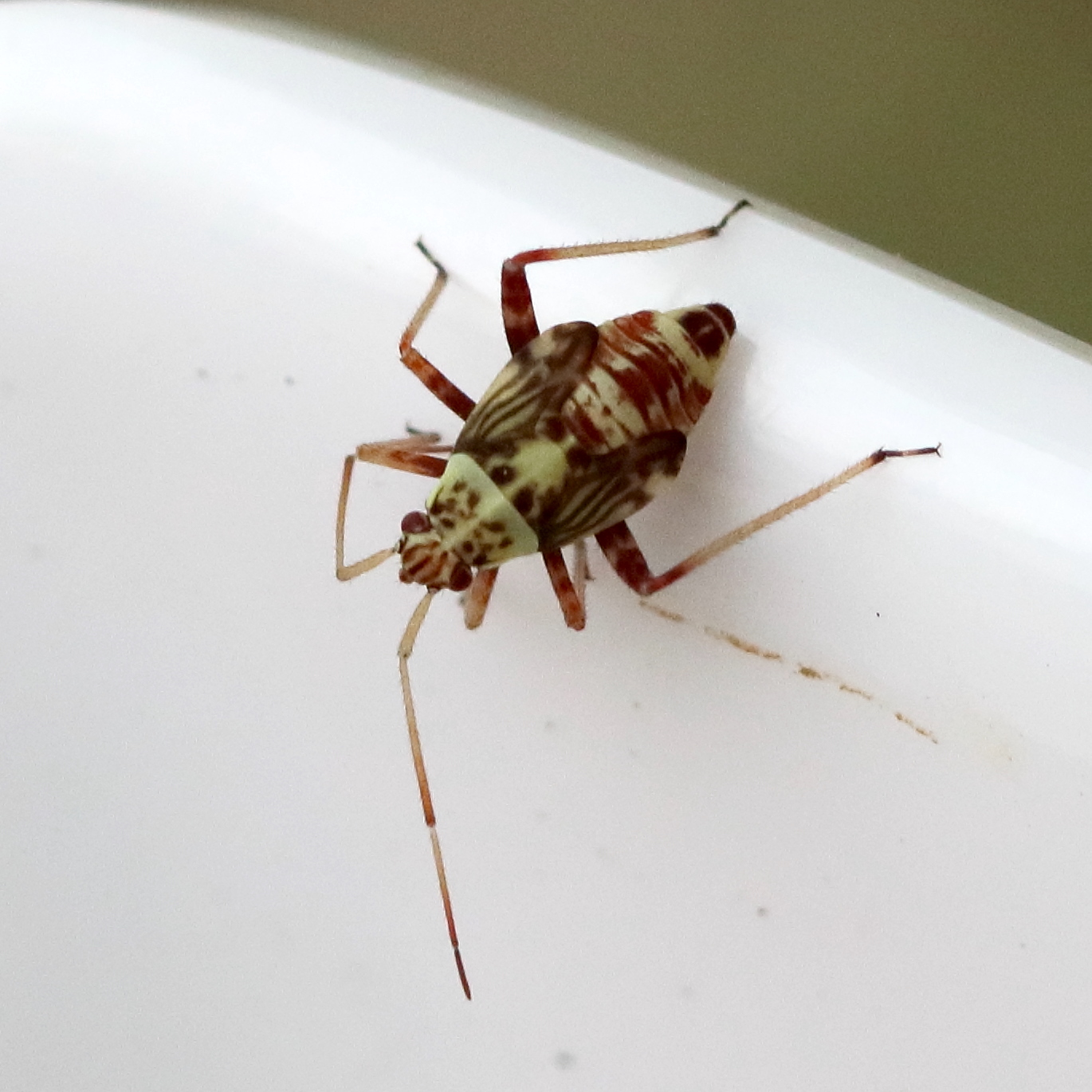 rhabdomiris_striatellus_juv2bd