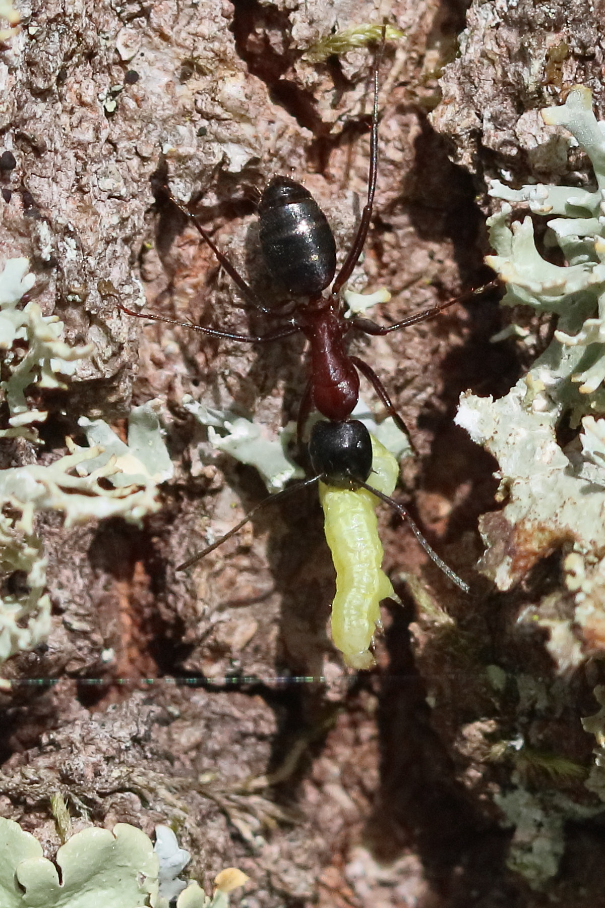 camponotus_herculeanus3bd