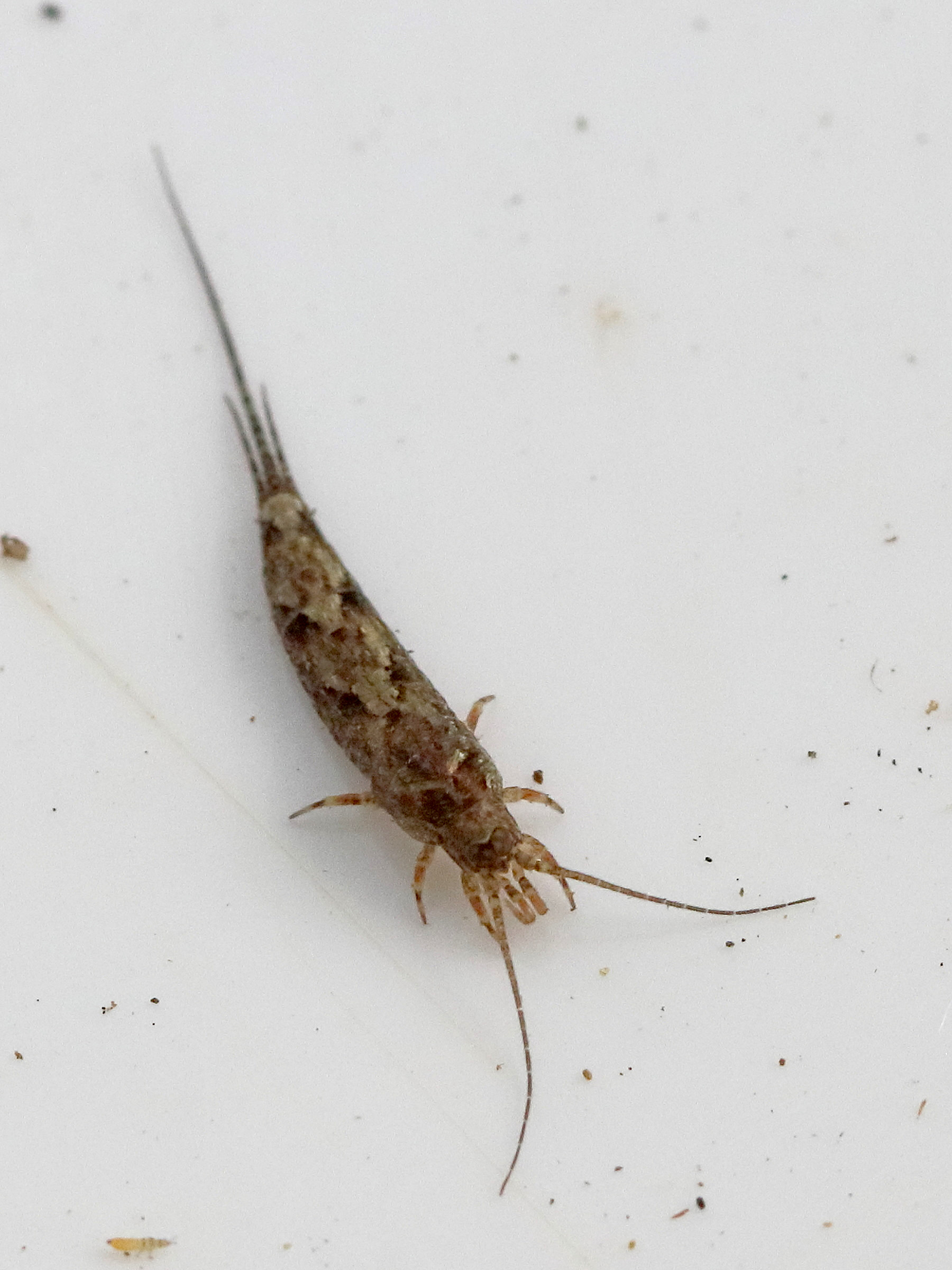 Afficher le média lepismachilis_y-signata1bd lepismachilis_y-signata1bd