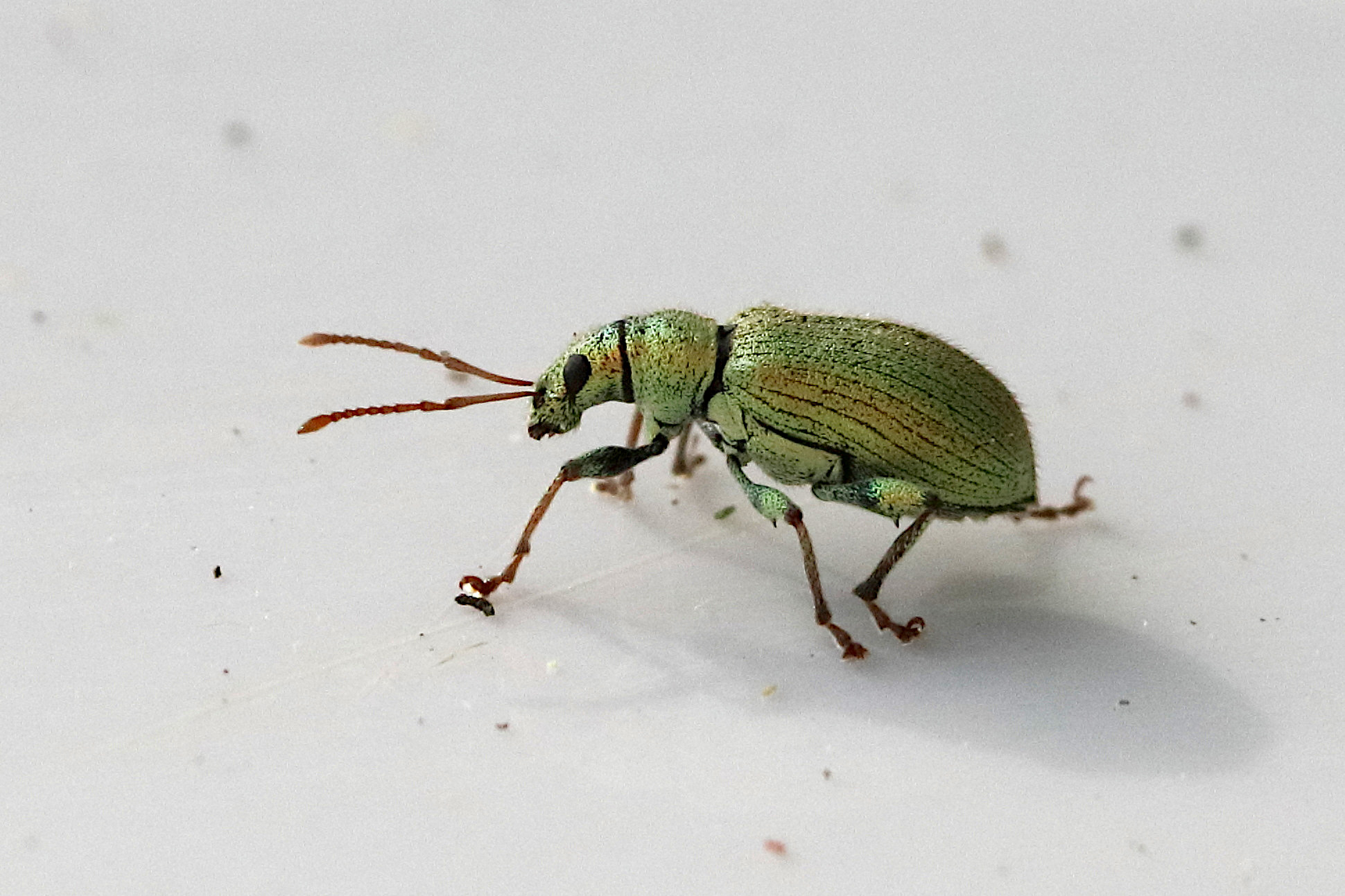 Afficher le média phyllobius_argentatus1bd phyllobius_argentatus1bd