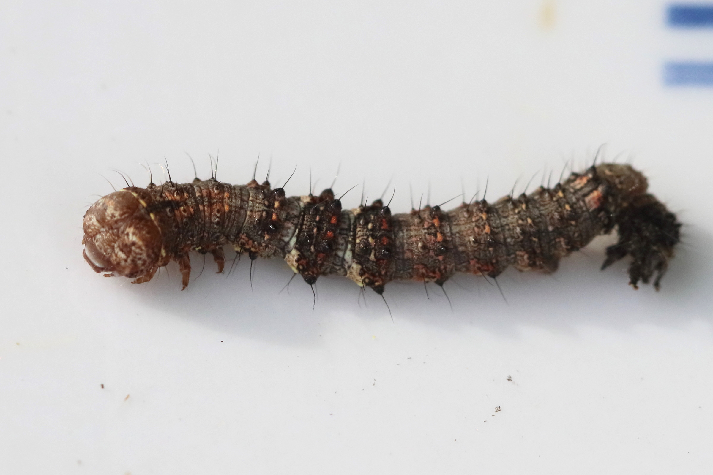 phigalia_pilosaria_ch1bd