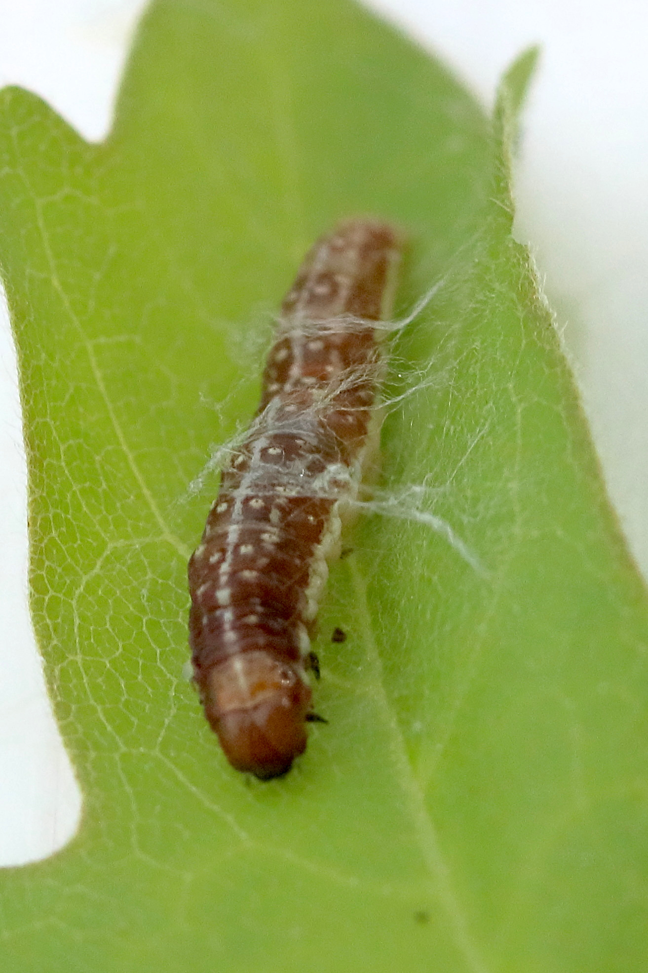 tortricodes_alternella_ch1bd