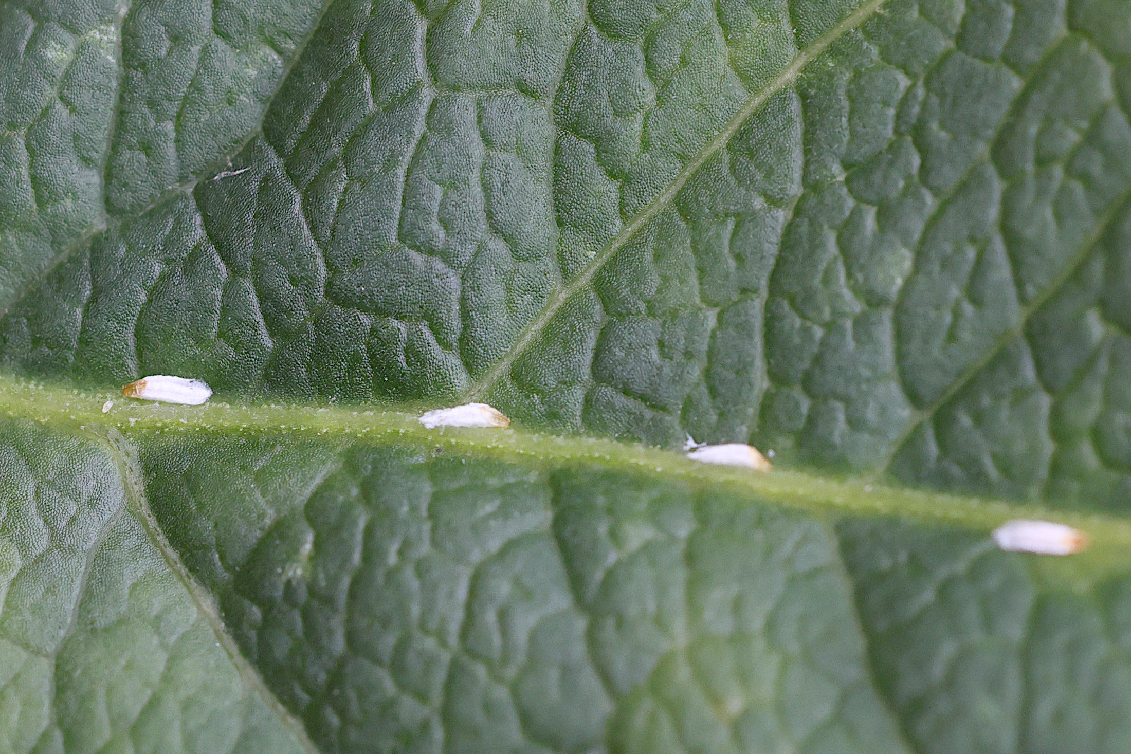 unaspis_euonymi5mdjpg