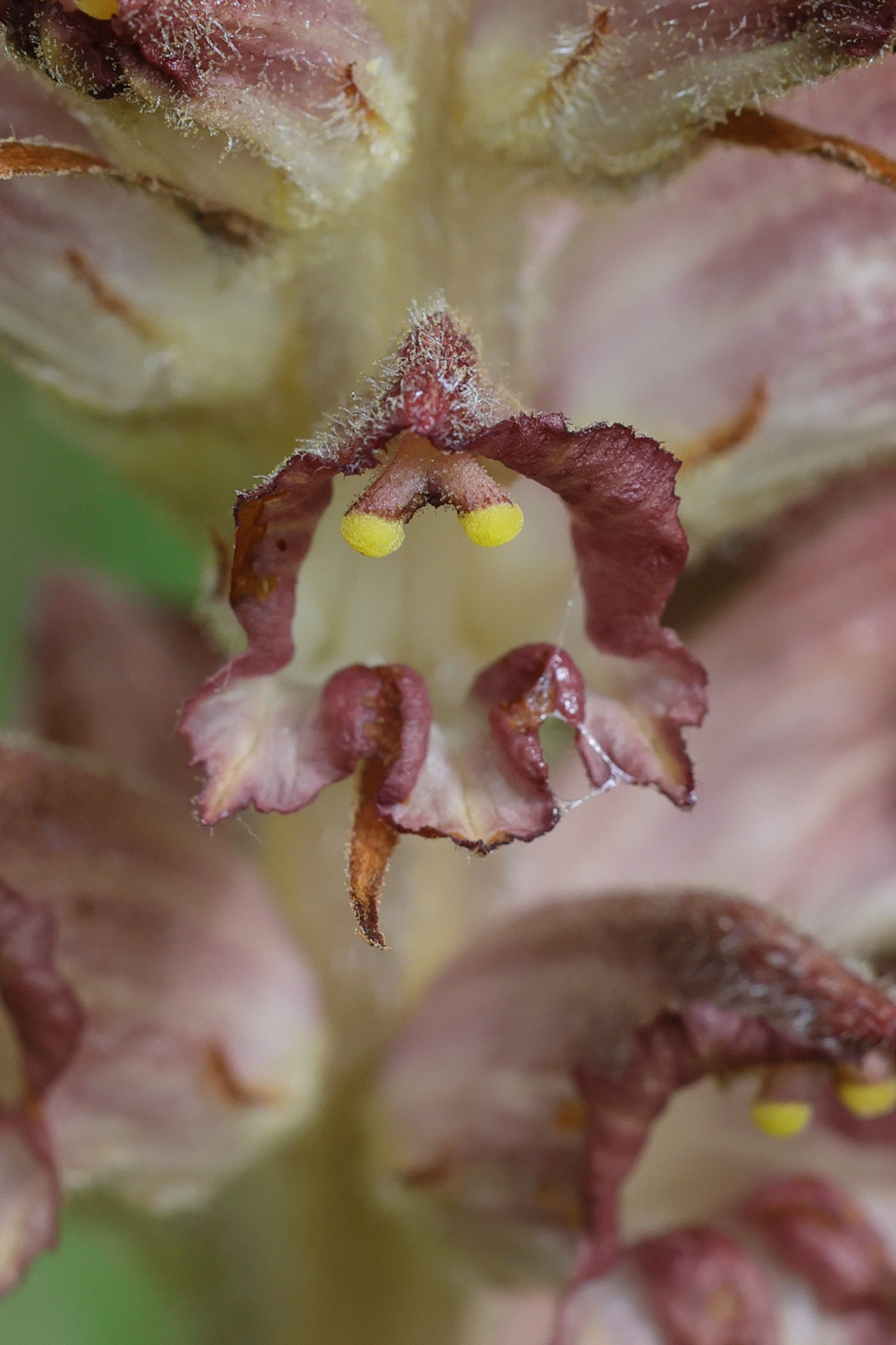 orobanche_rapum-genistae4md