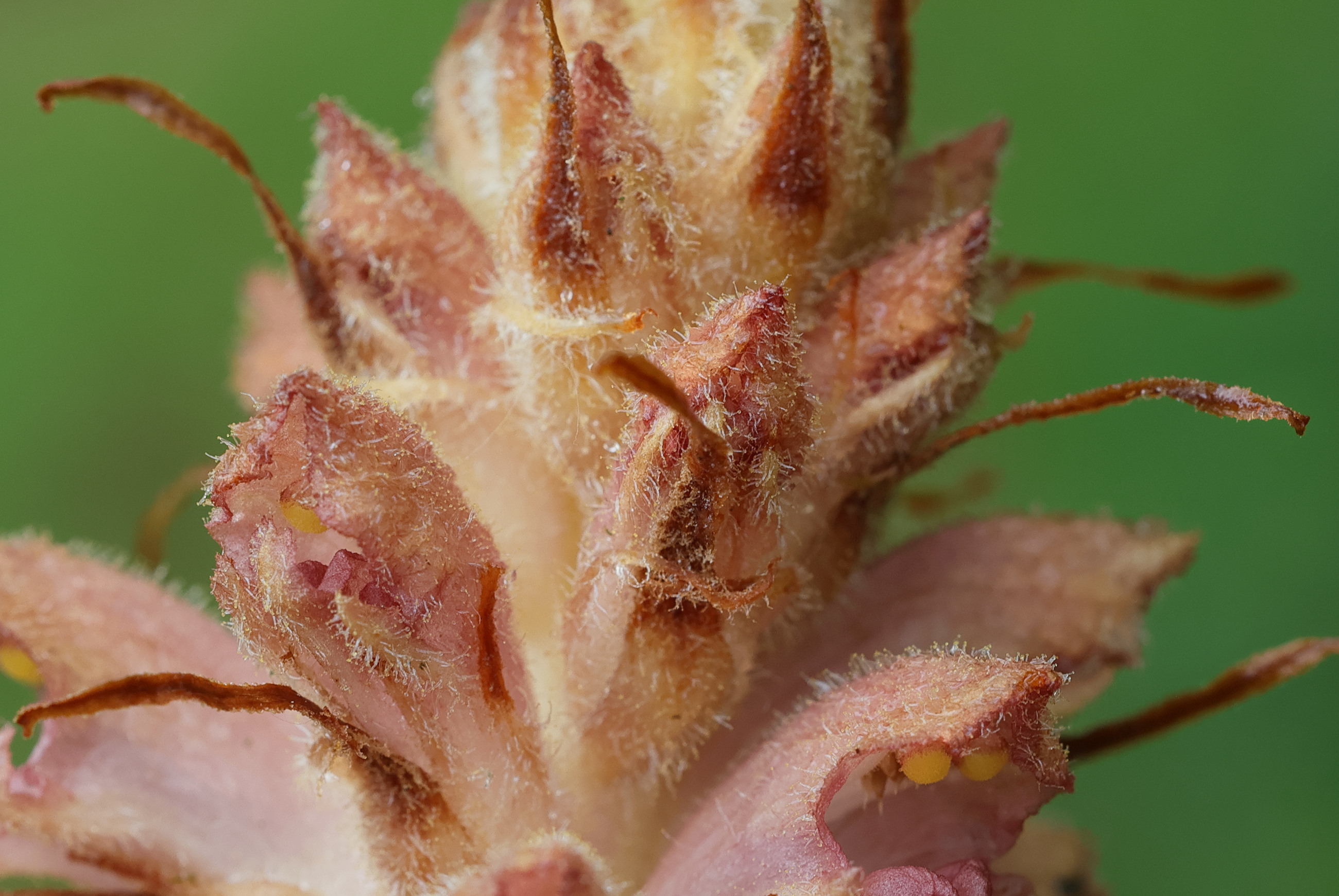 orobanche_rapum-genistae5md