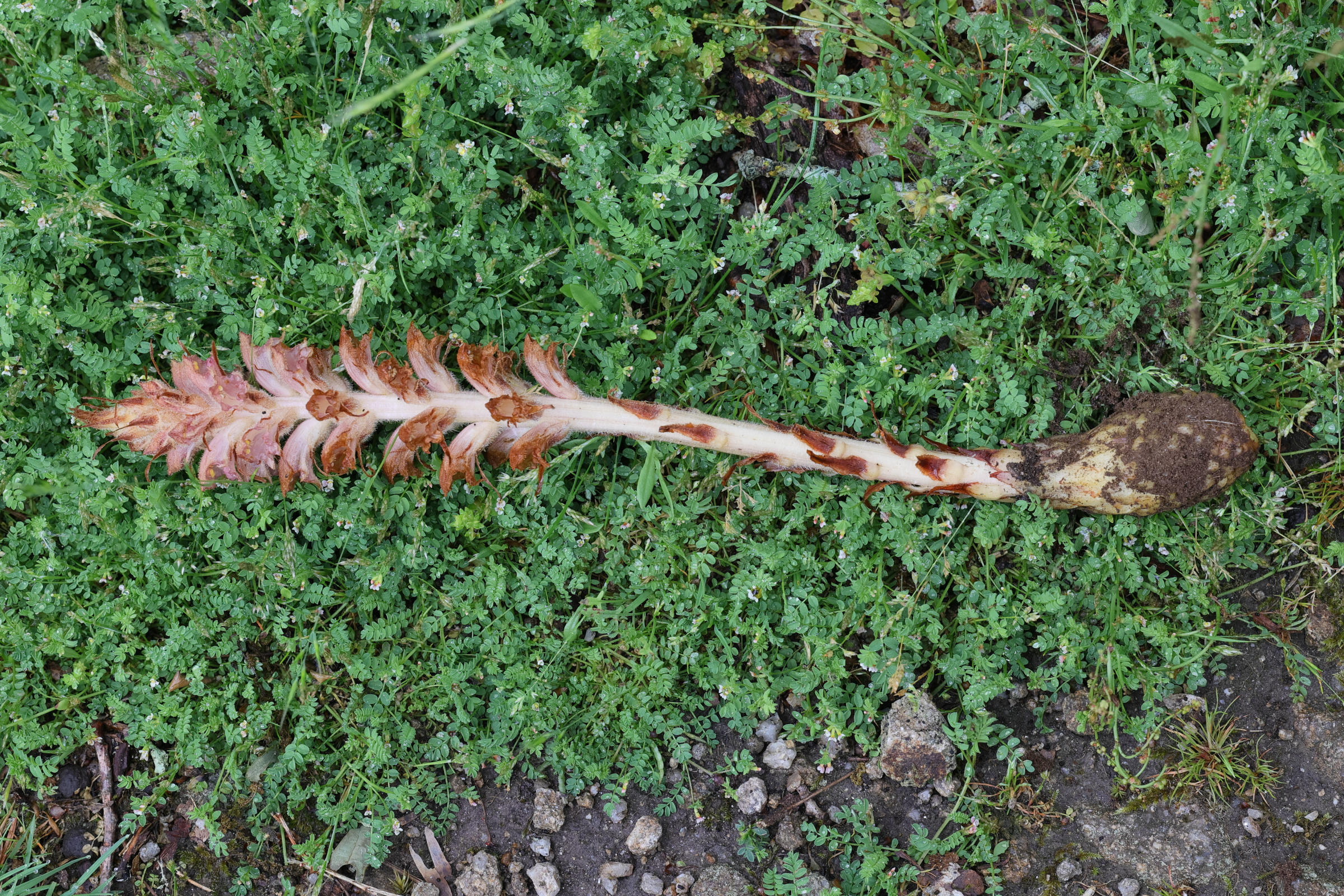 orobanche_rapum-genistae6md