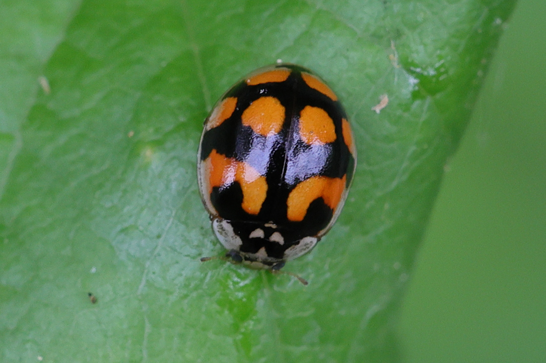 Afficher le média adalia_decempunctata10md adalia_decempunctata10md