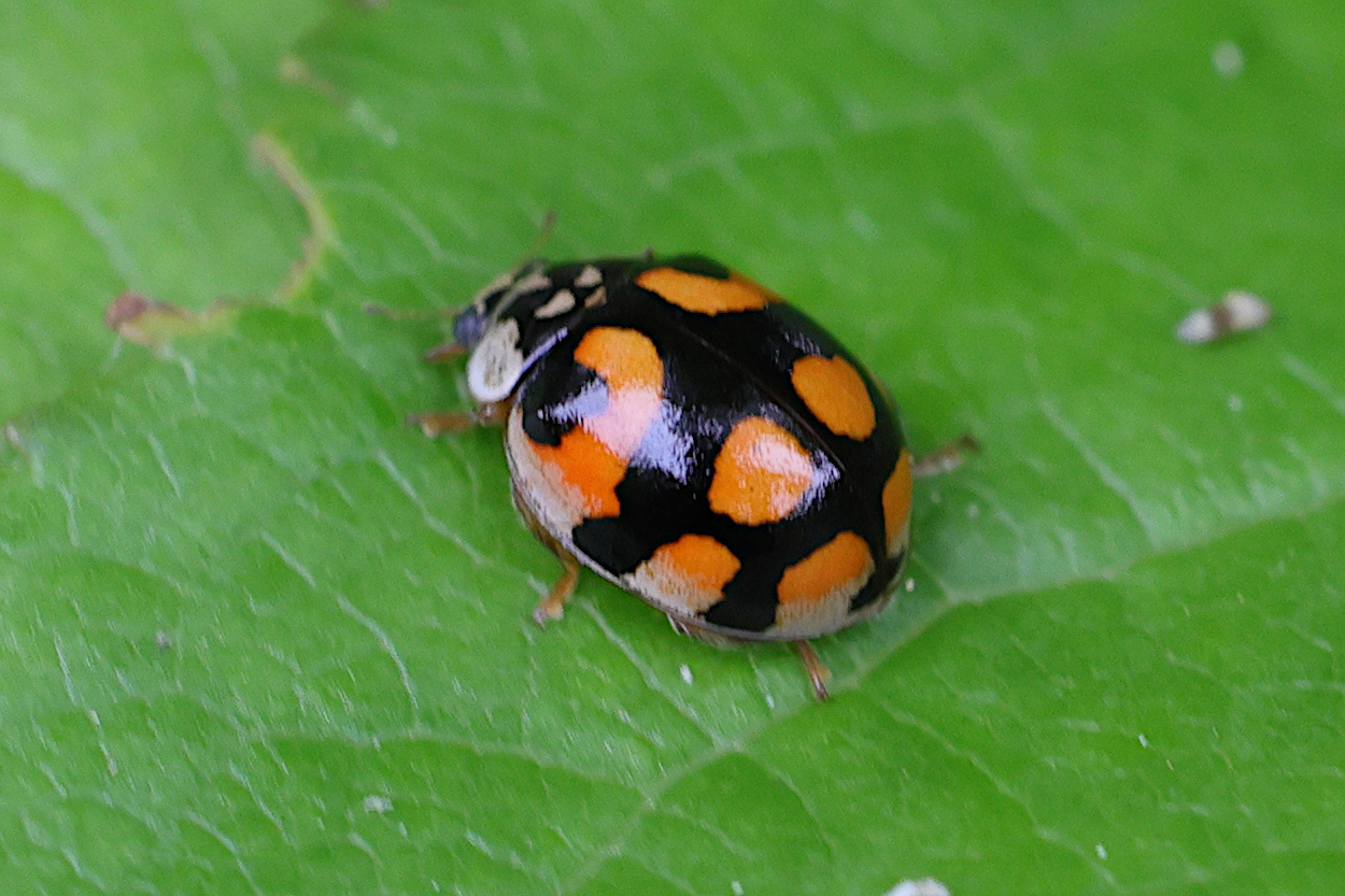 Afficher le média adalia_decempunctata2md adalia_decempunctata2md