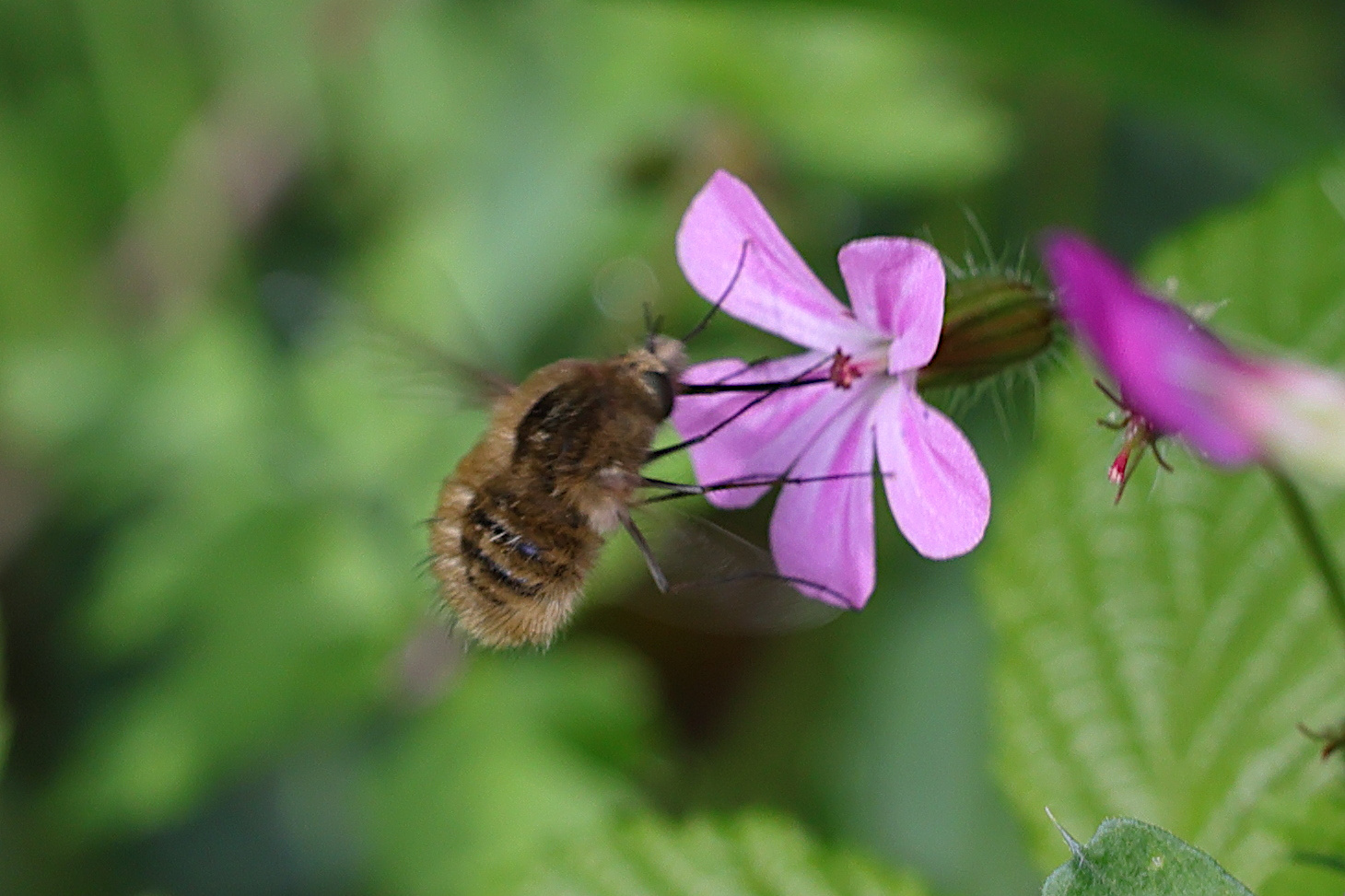 bombylius_venosus4md