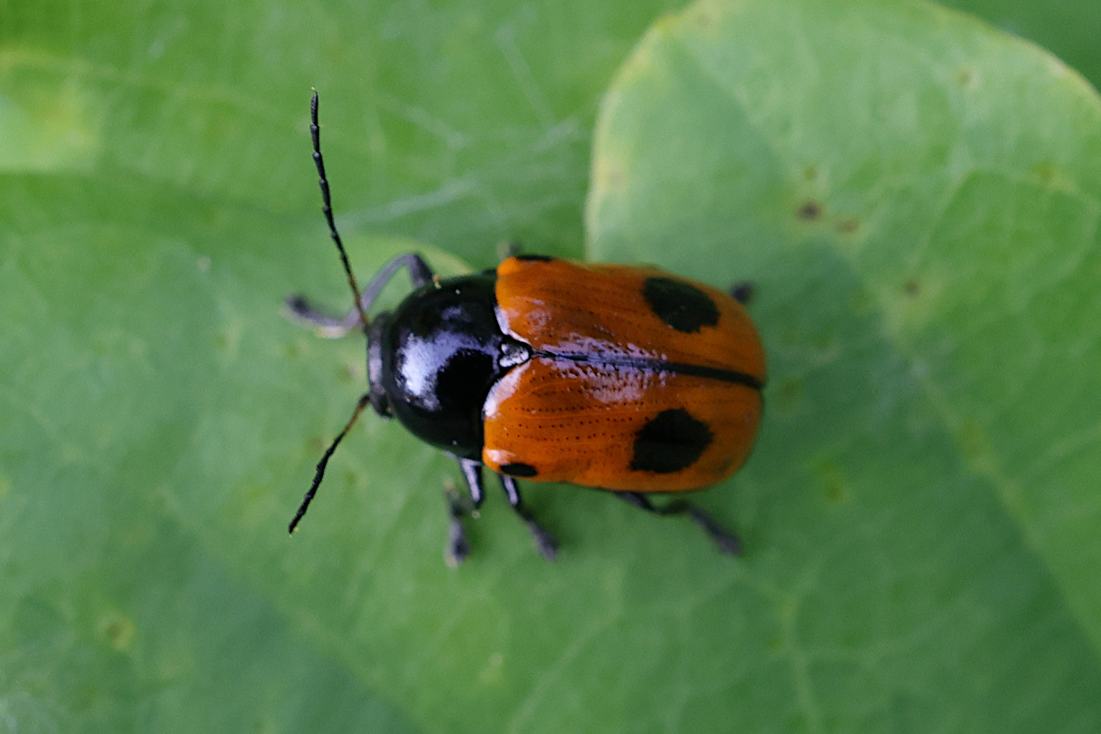 Afficher le média cryptocephalus_bipunctatus3md cryptocephalus_bipunctatus3md