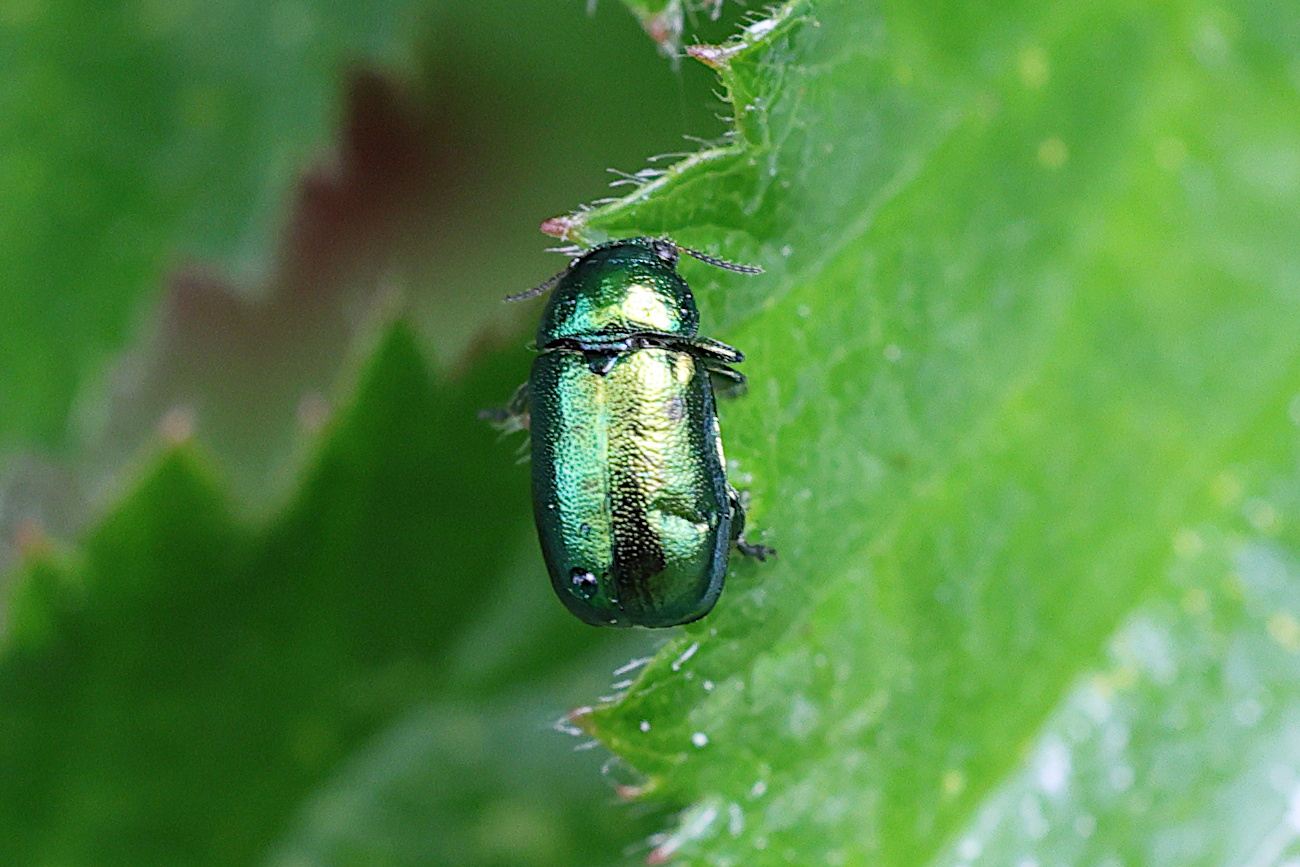 Afficher le média gastrophysa_viridula2md gastrophysa_viridula2md