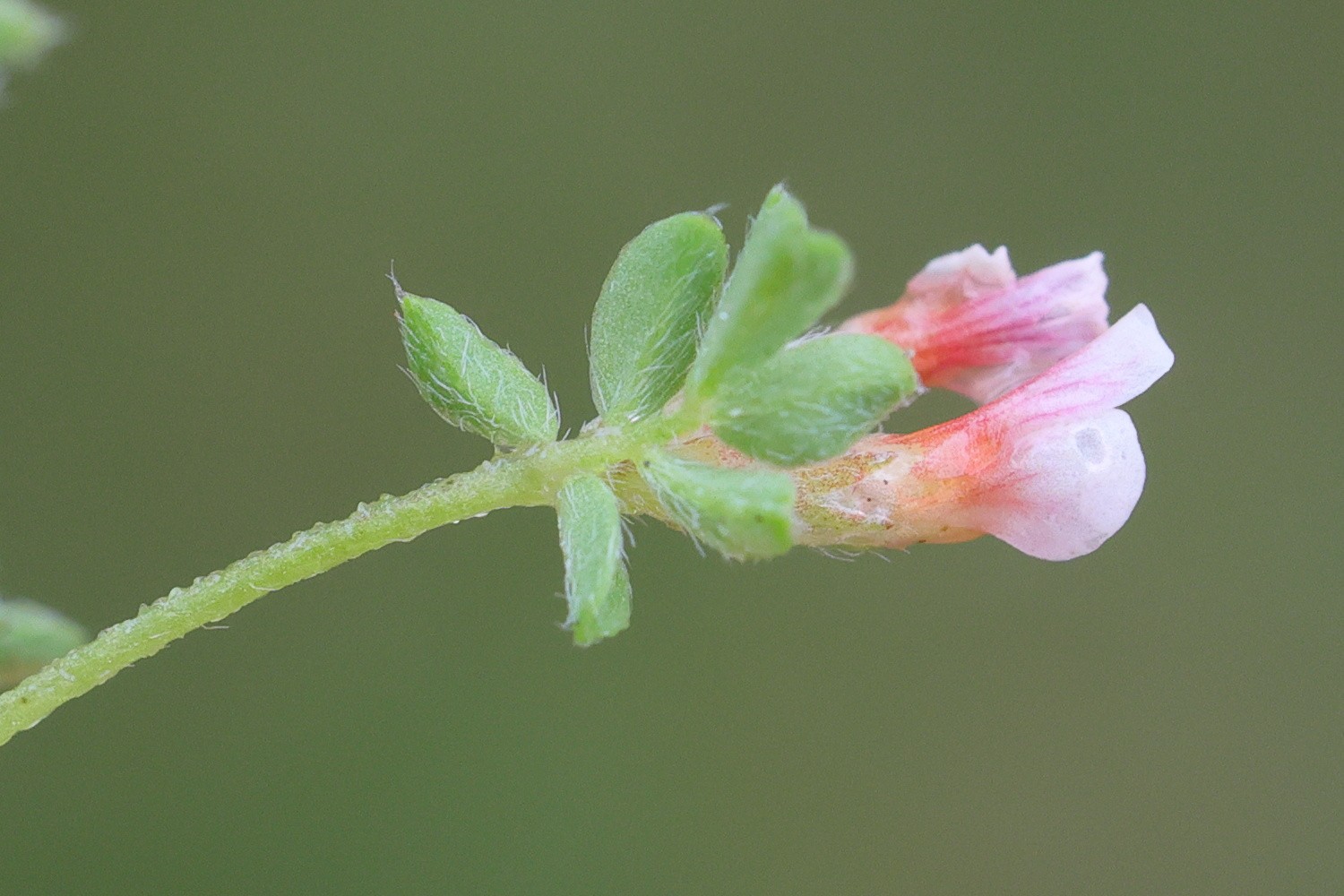 ornithopus_perpusillus6md