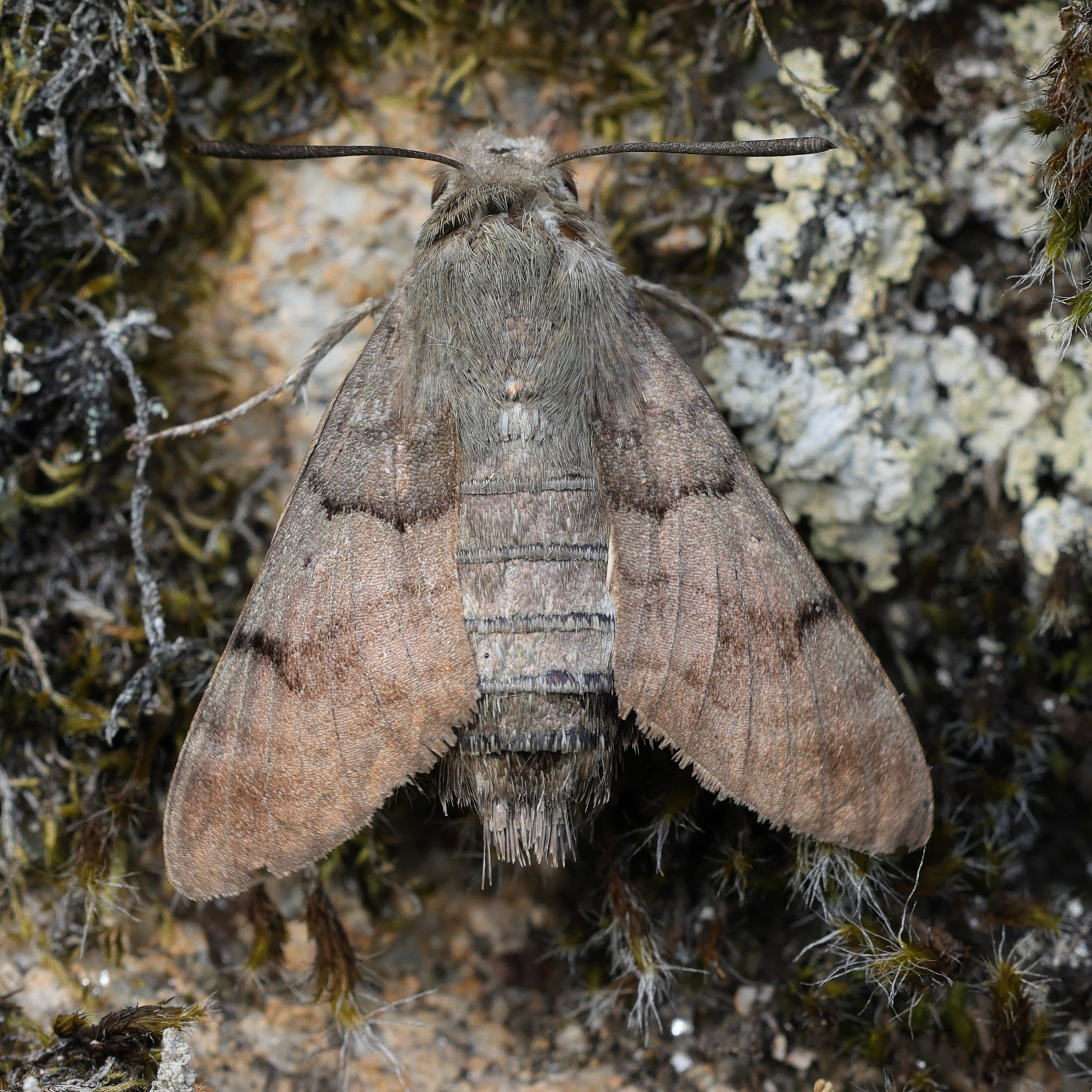 macroglossum_stellatarum6md