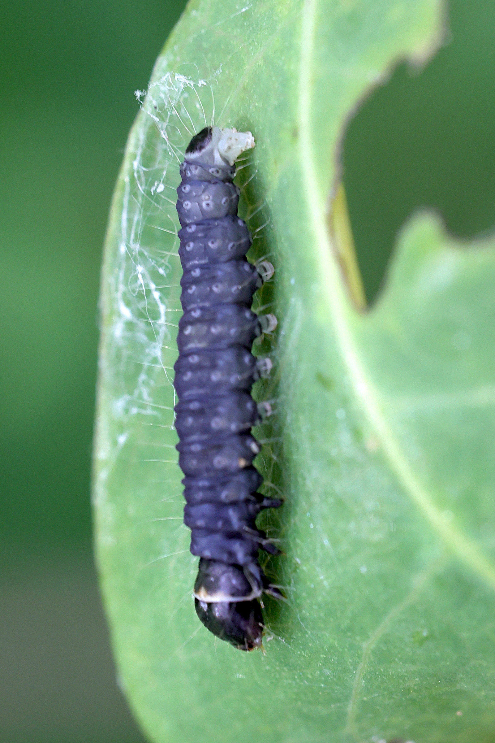 archips_xylosteana_ch1md