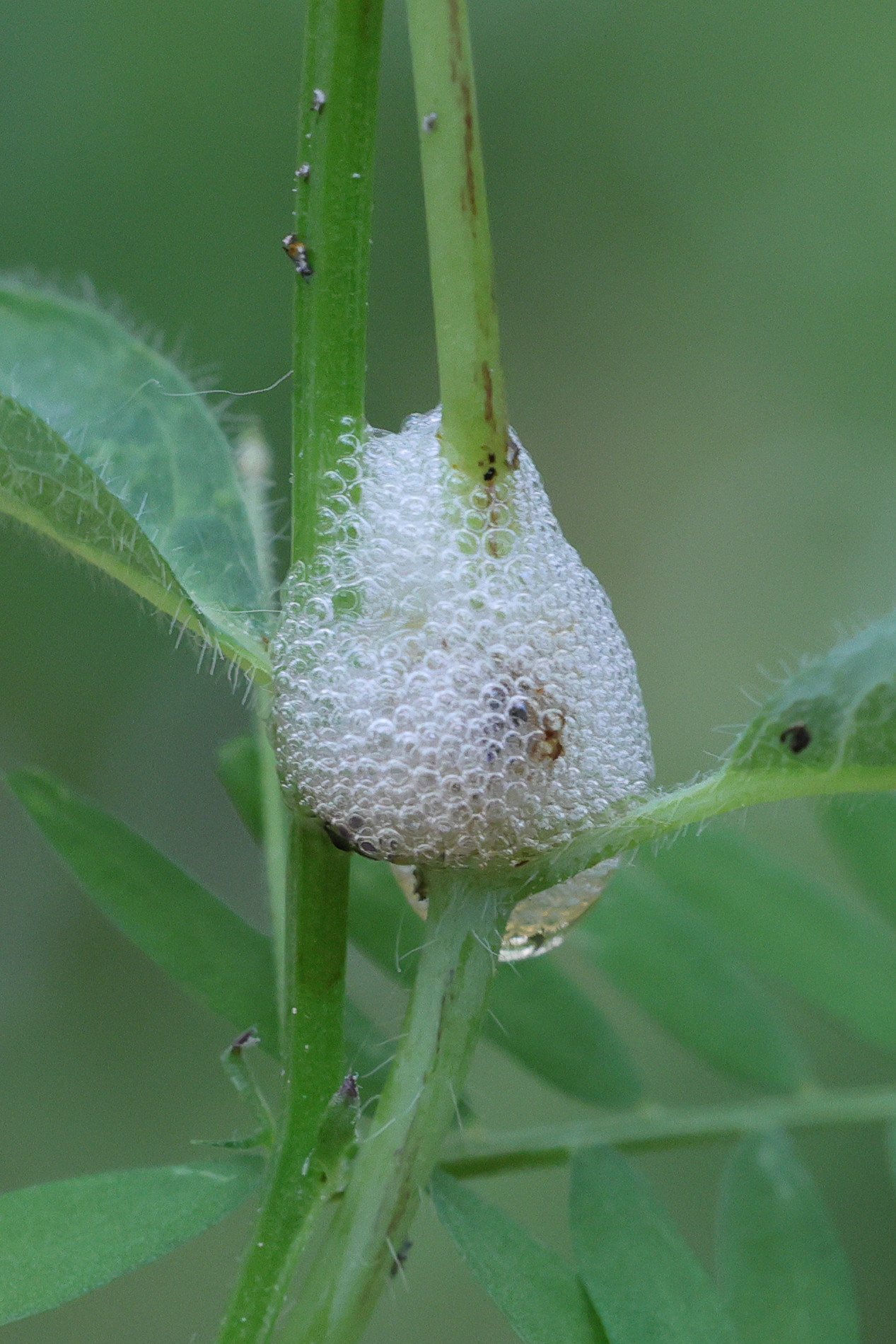 crachat_de_coucou1md