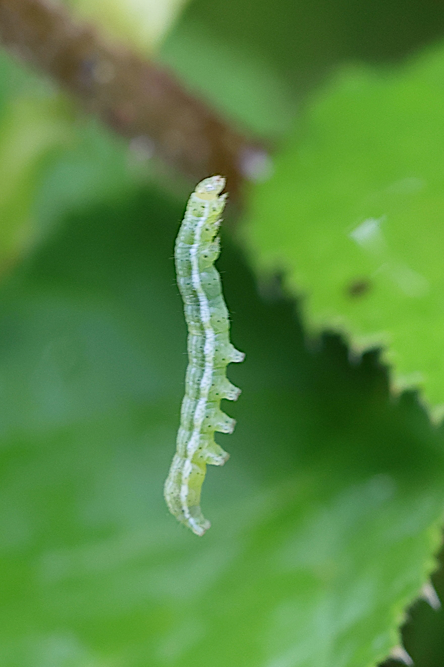 orthosia_gothica_ch2md