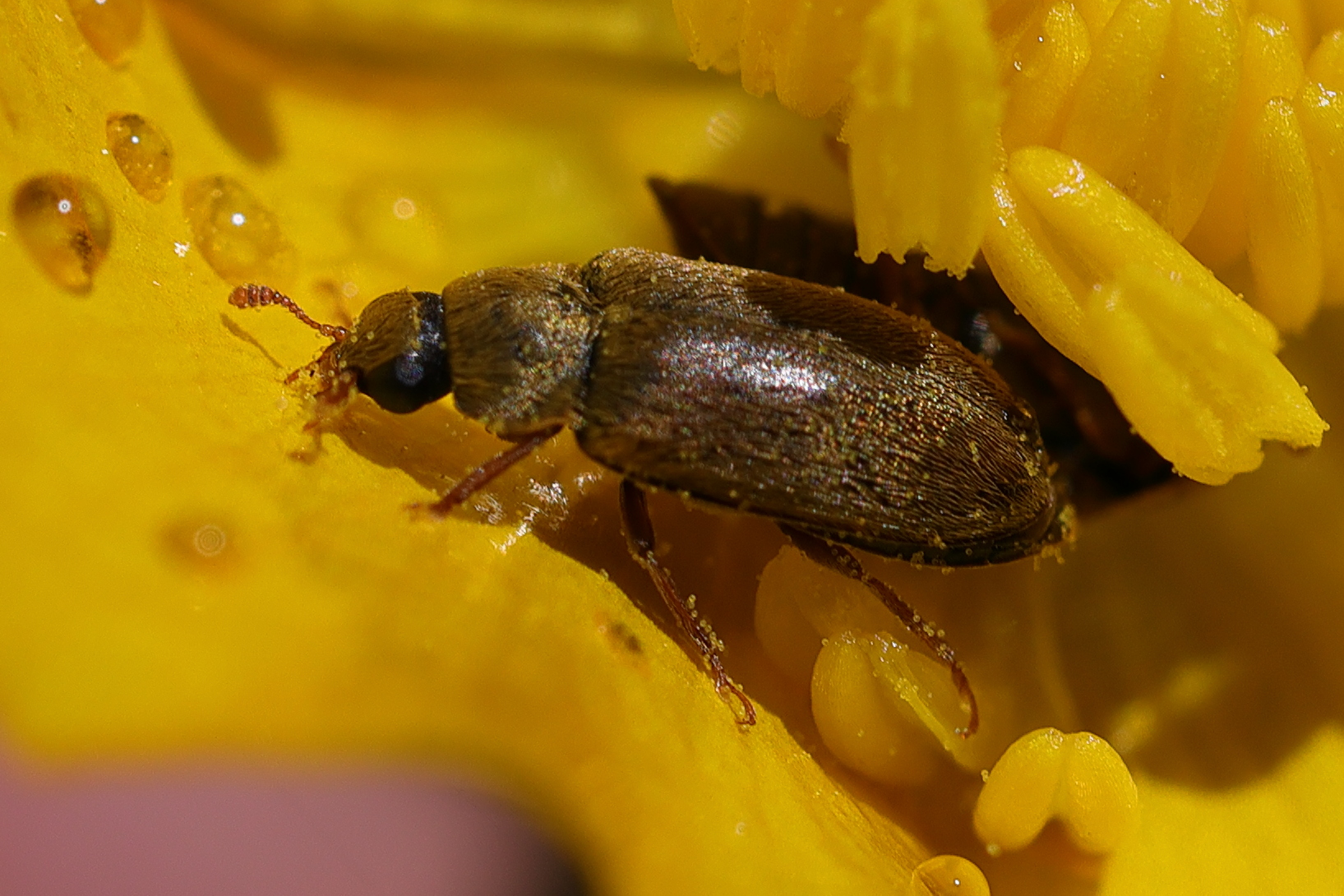 byturus_ochraceus4md