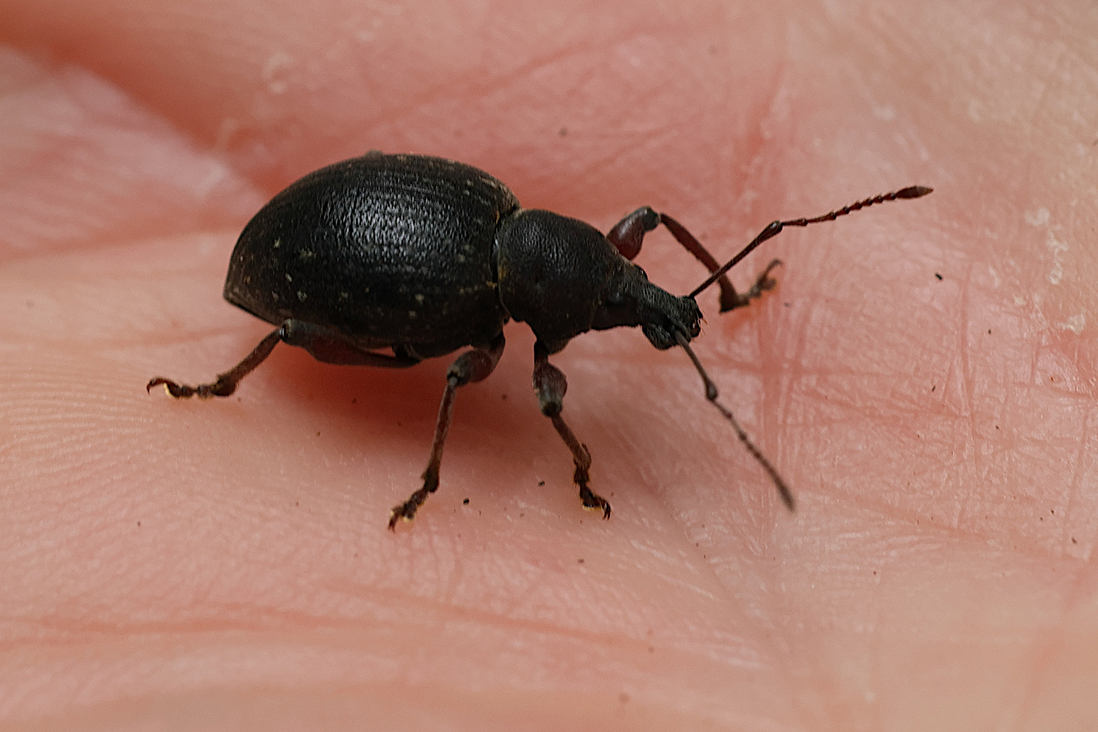 otiorhynchus_sulcatus2md