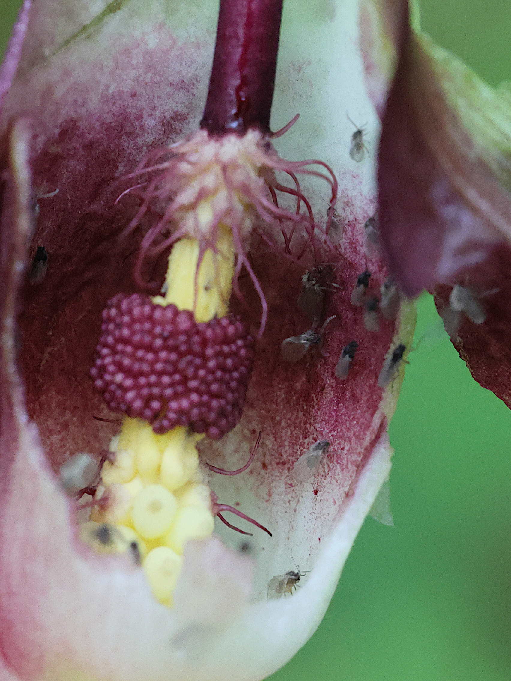 Afficher le média psychoda_phalaenoides-grisescens1md psychoda_phalaenoides-grisescens1md