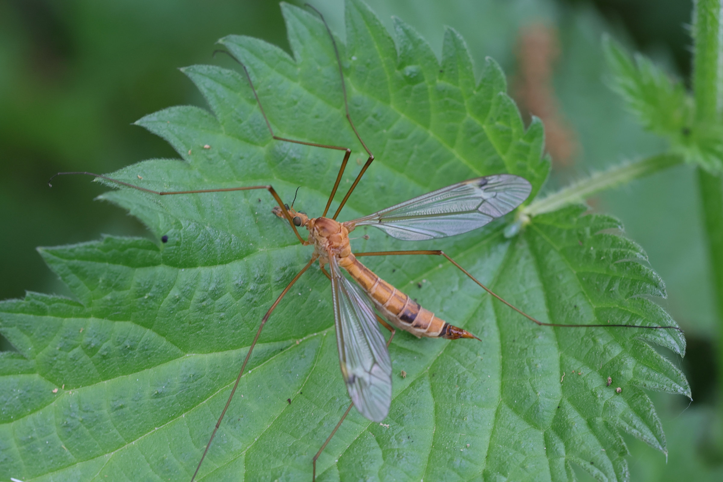 Afficher le média tipula_lunata3md tipula_lunata3md